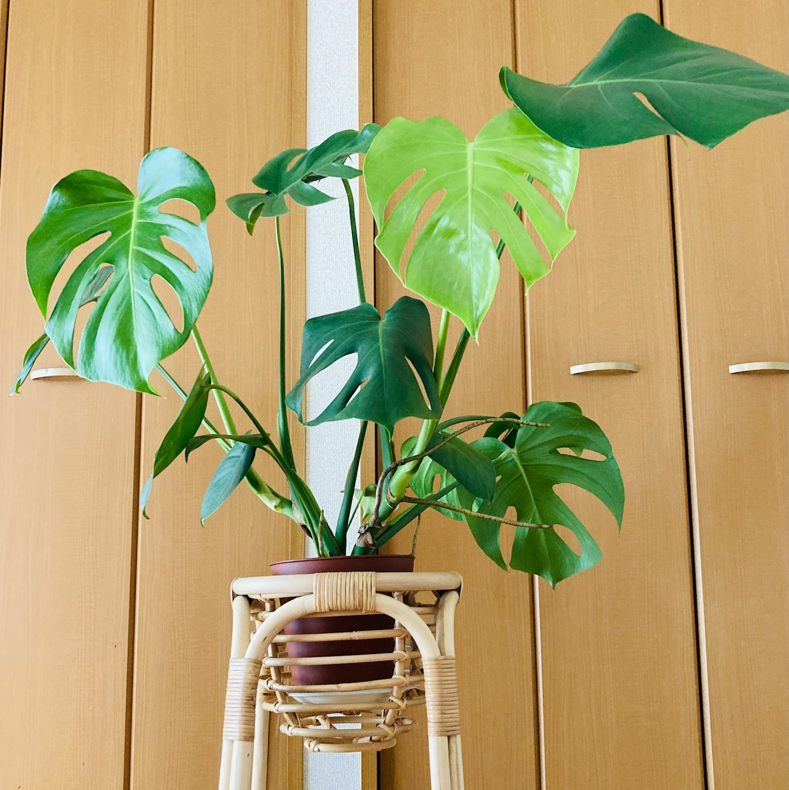 Plante Monstera dans un support en osier avec des armoires en bois en arrière-plan