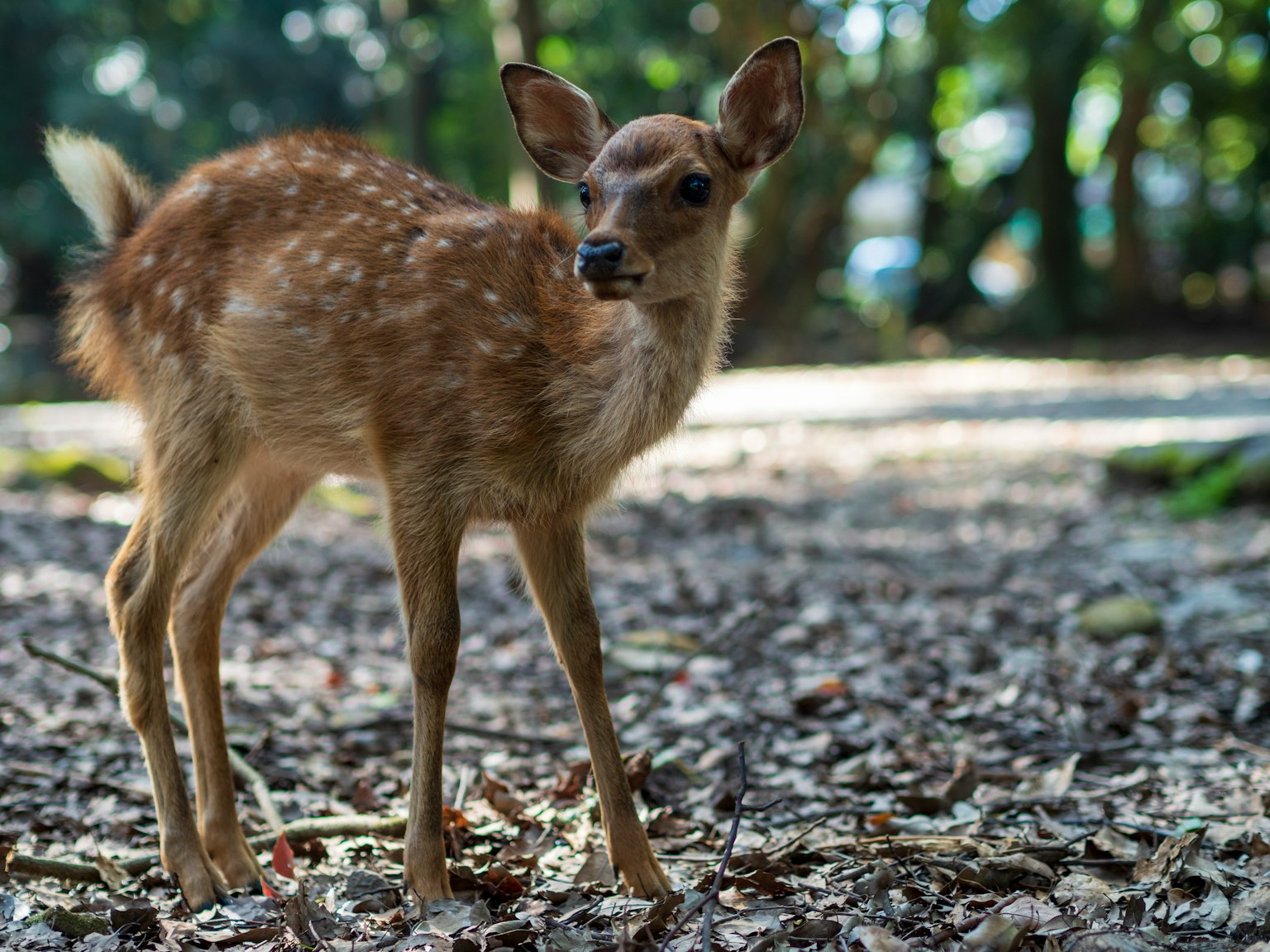 A small fawn standing in a forest setting
