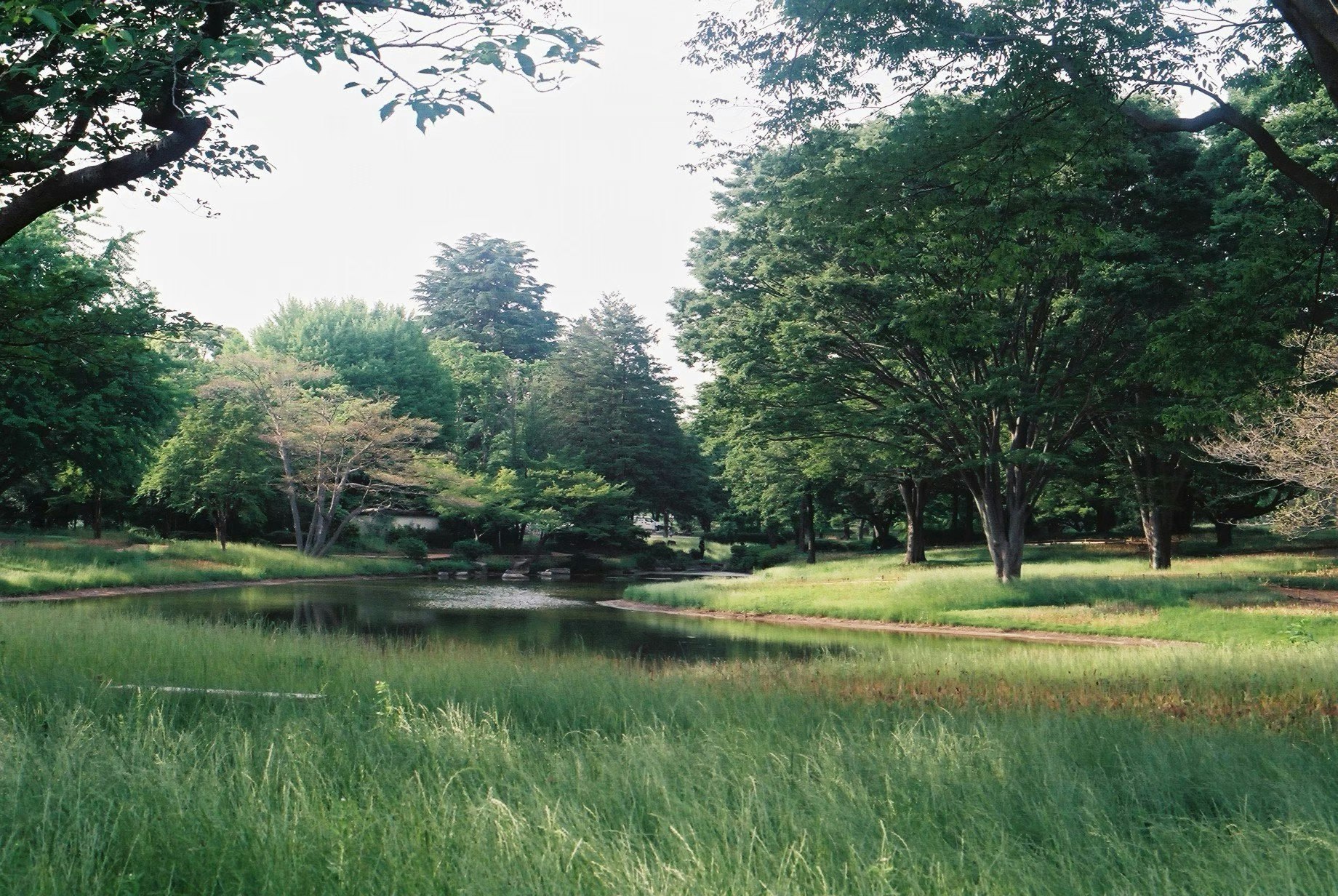池と草地に囲まれた緑豊かな公園の風景