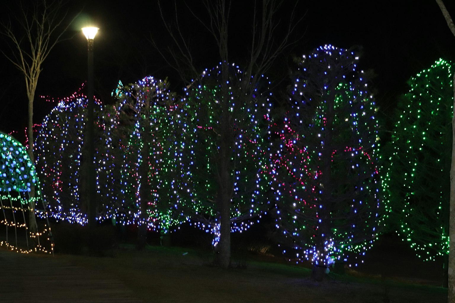 夜晚公園中的五彩繽紛的燈光樹木