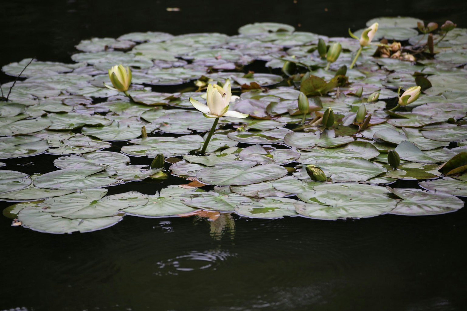 Bunga teratai putih dikelilingi daun teratai di kolam gelap