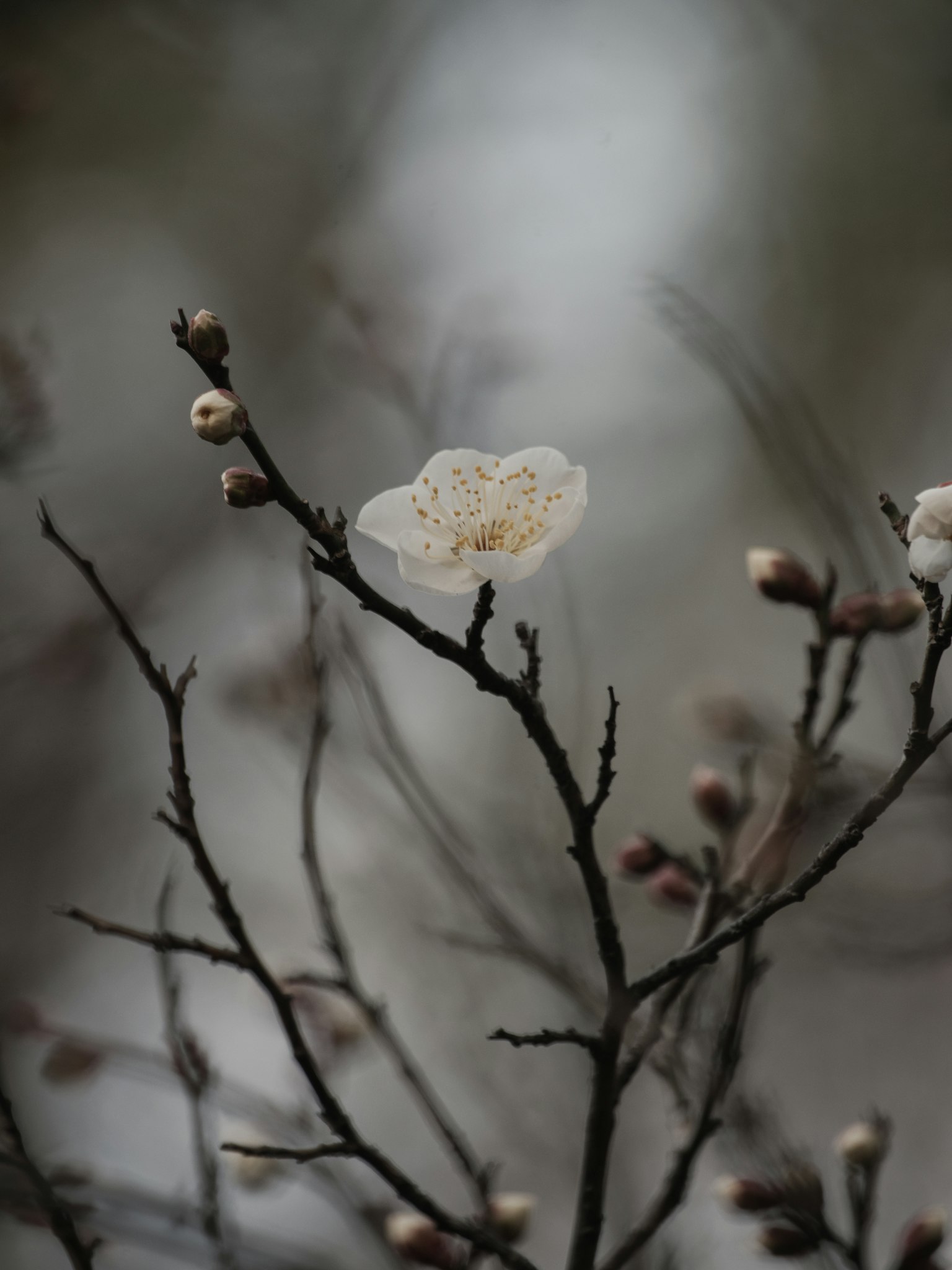 特写的树枝上有一朵白花和花蕾