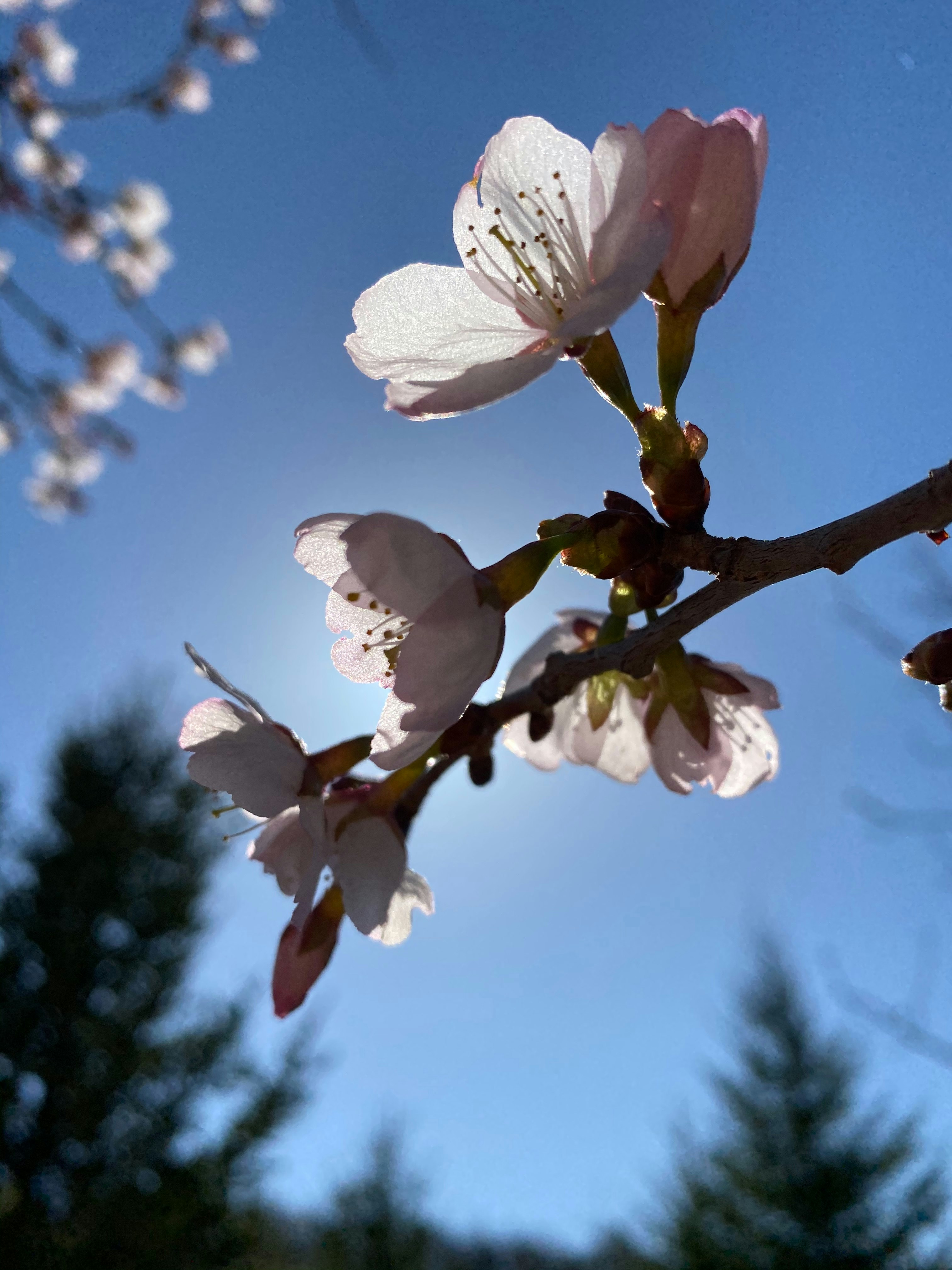 北海道の青空に咲く桜の花の瞬間