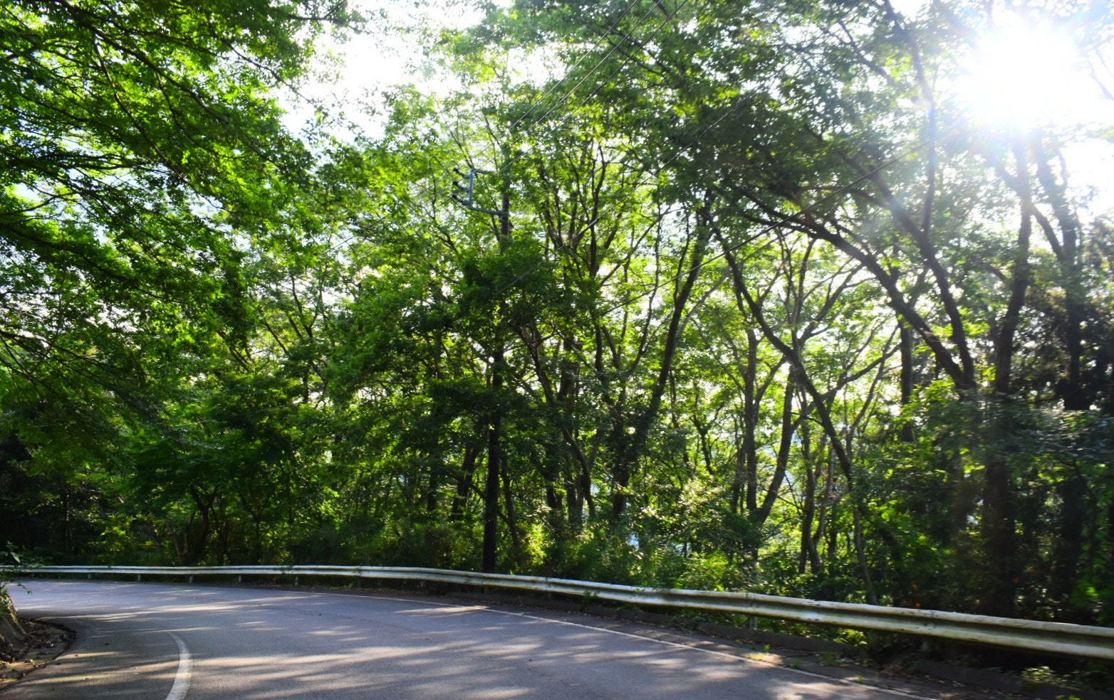 山道を照らす木漏れ日と緑の森のカーブする道路