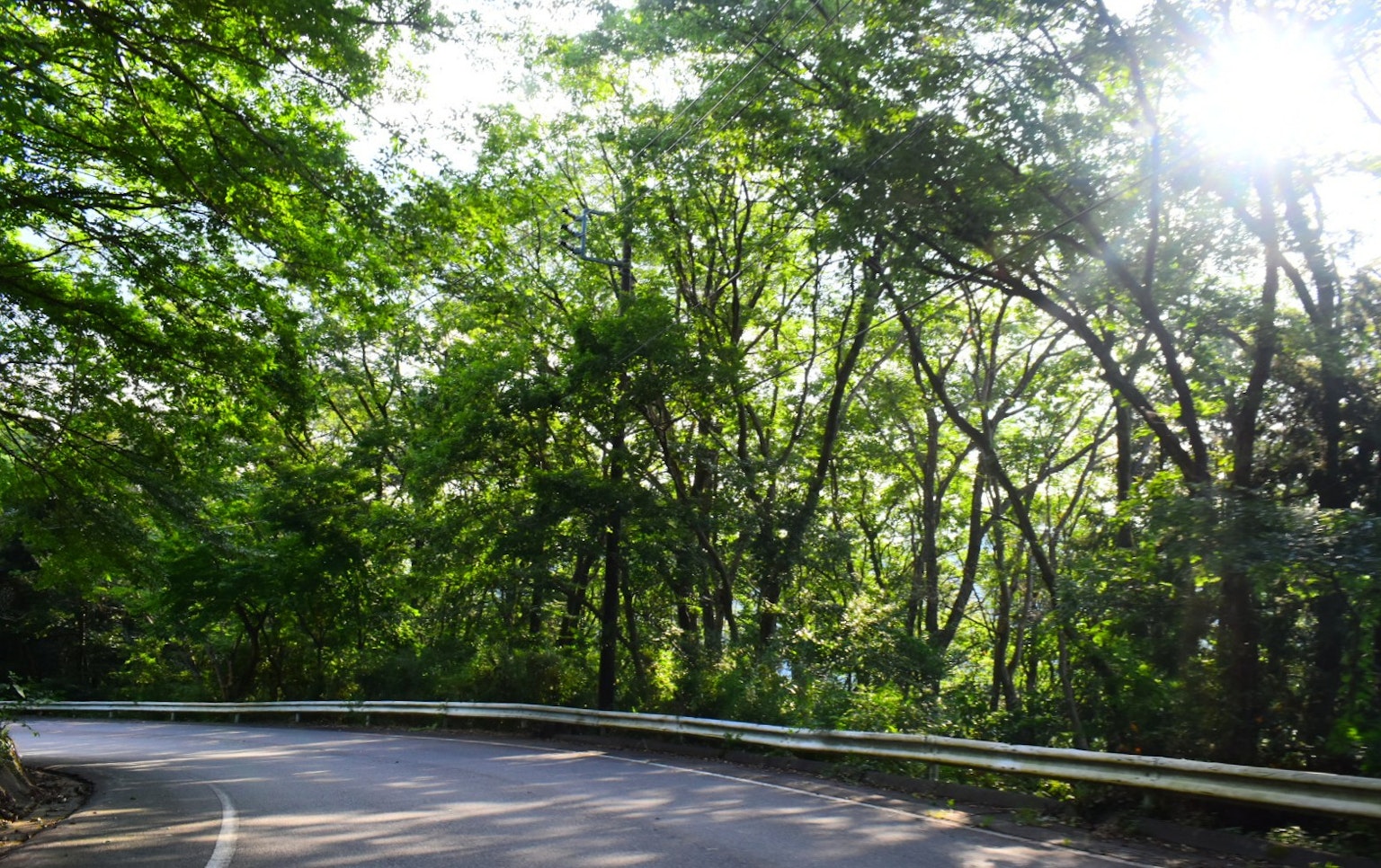 緑豊かな木々に囲まれた曲がりくねった道路の風景