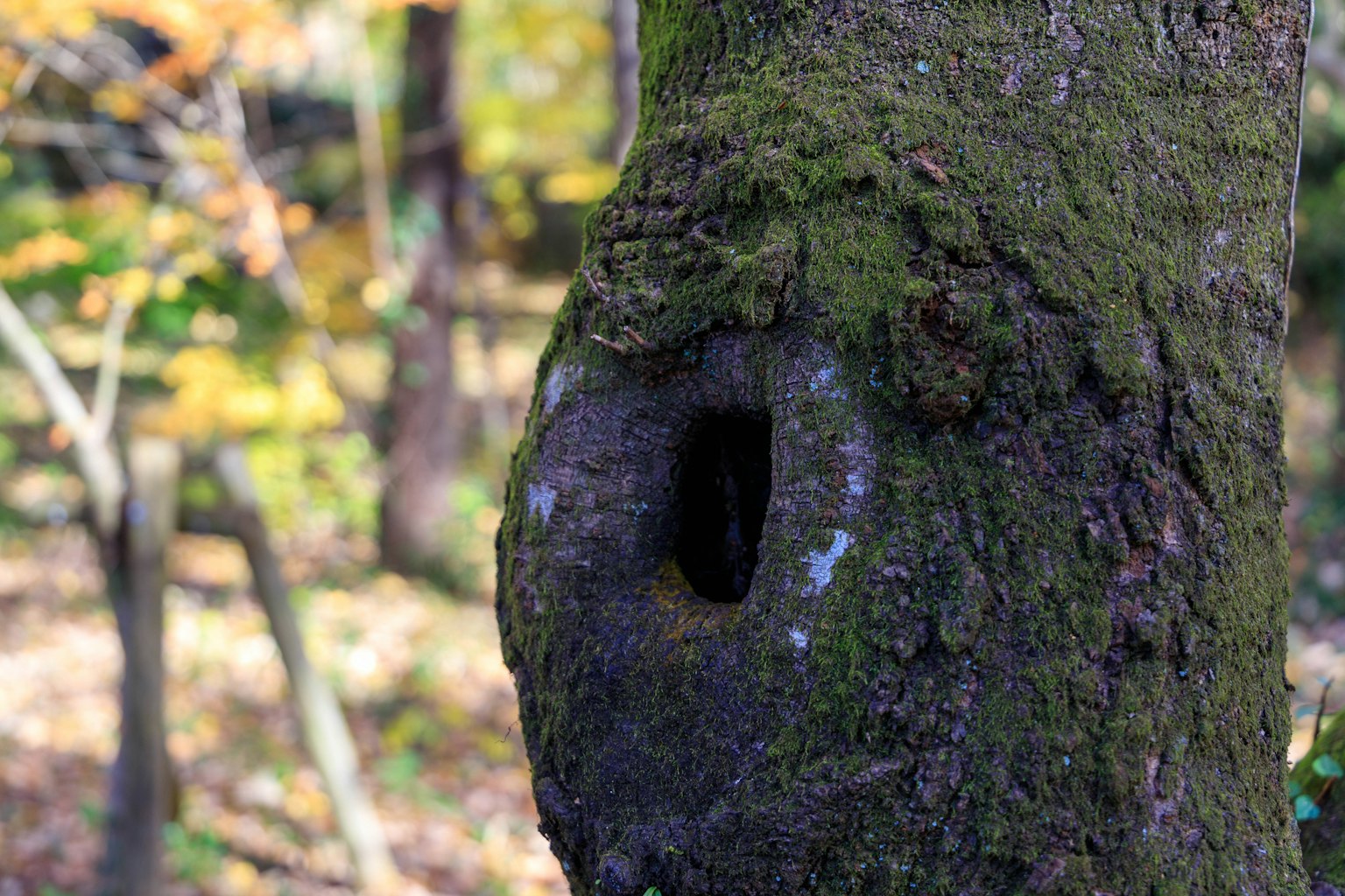 A tree trunk featuring a hole and distinct moss texture