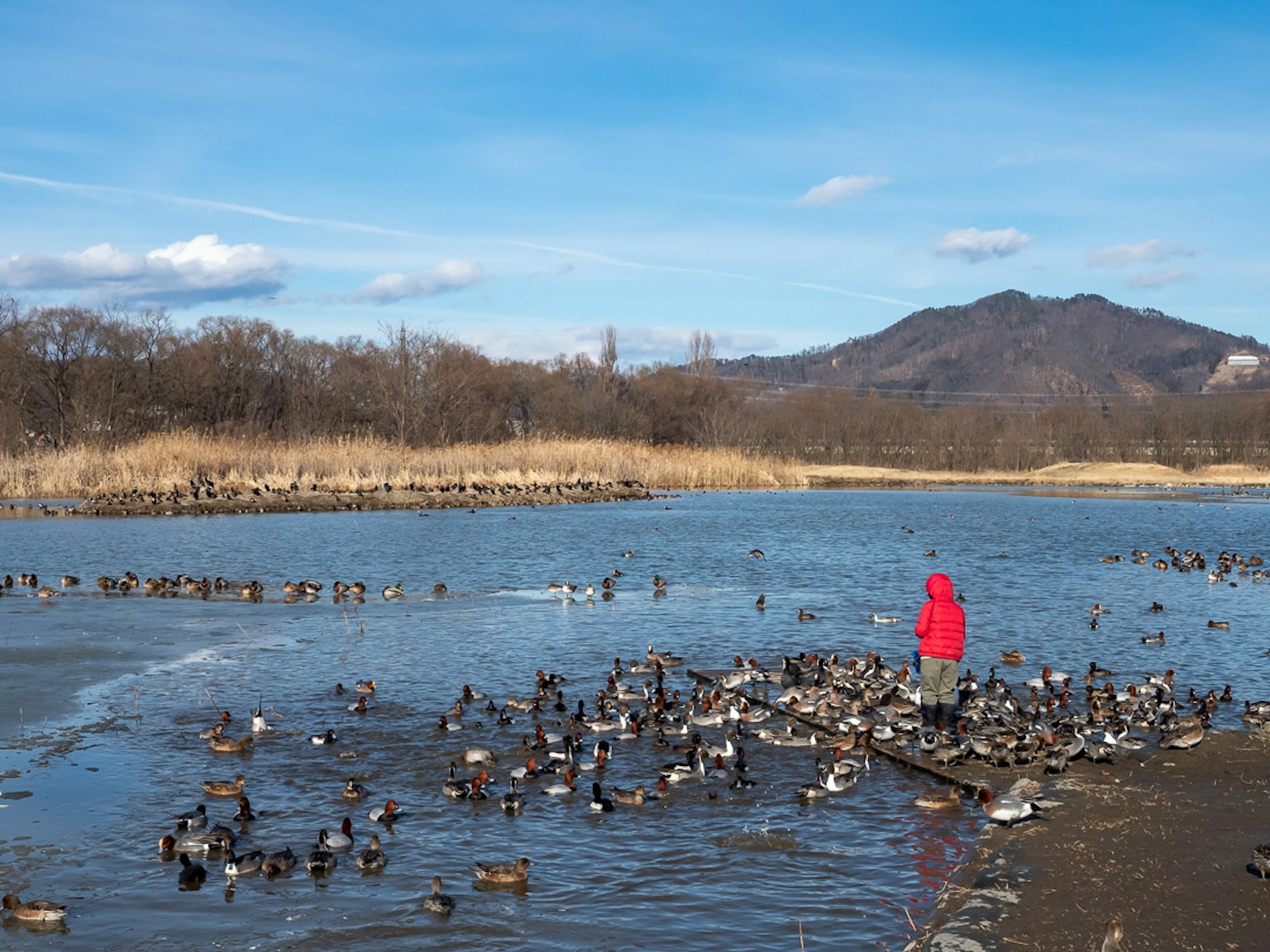 Eine Person in einem roten Mantel steht am Wasser umgeben von zahlreichen Enten
