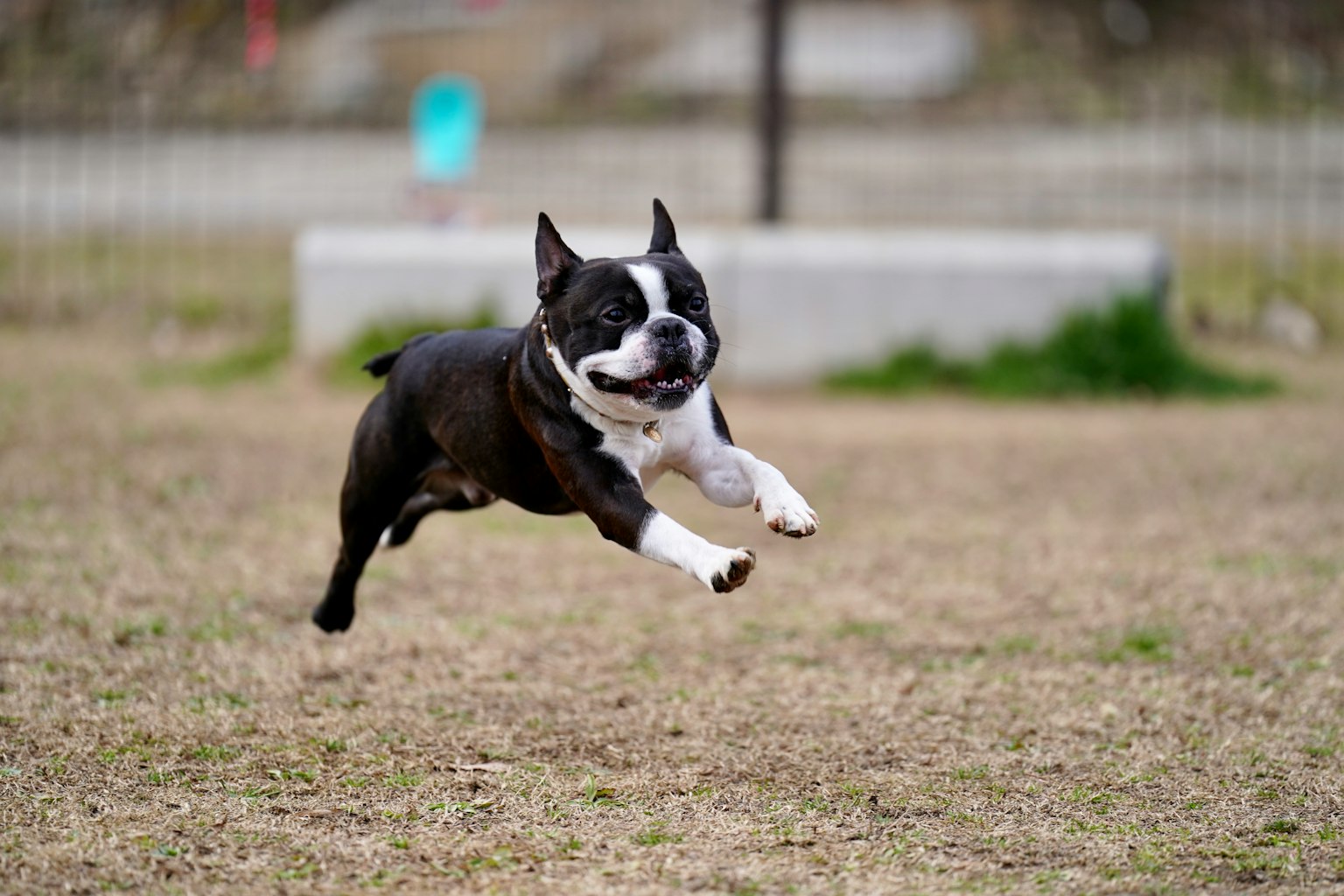Anjing Boston Terrier yang melompat dengan gembira di atas rumput