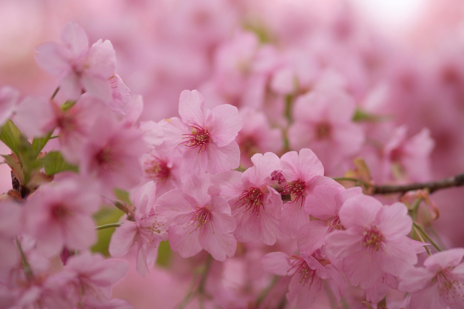 Pemandangan indah kelopak bunga sakura yang mekar