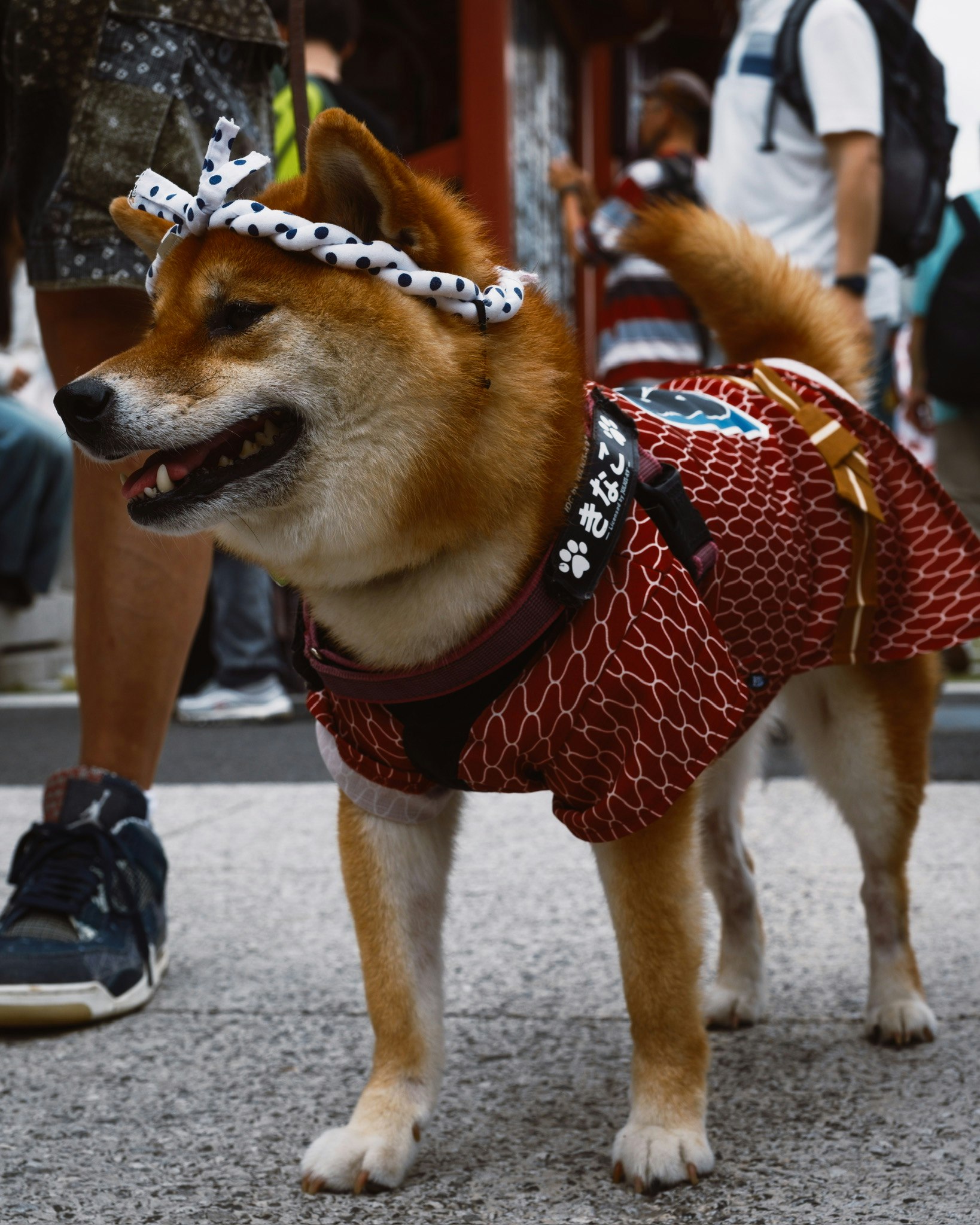 Anjing Shiba memakai harness bermotif merah berjalan di jalan kota