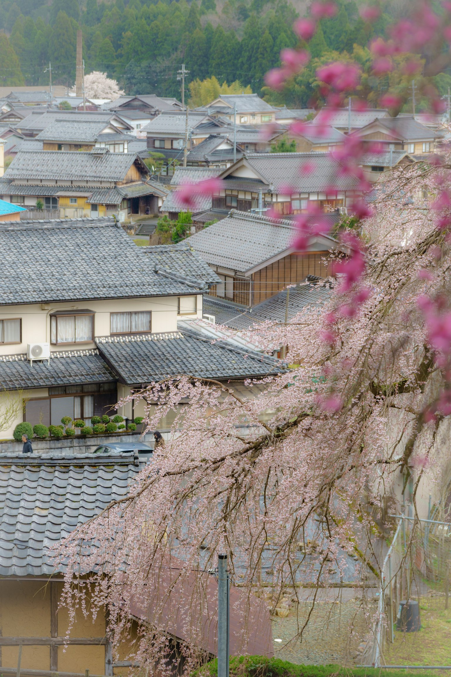 樱花和传统日本房屋的风景