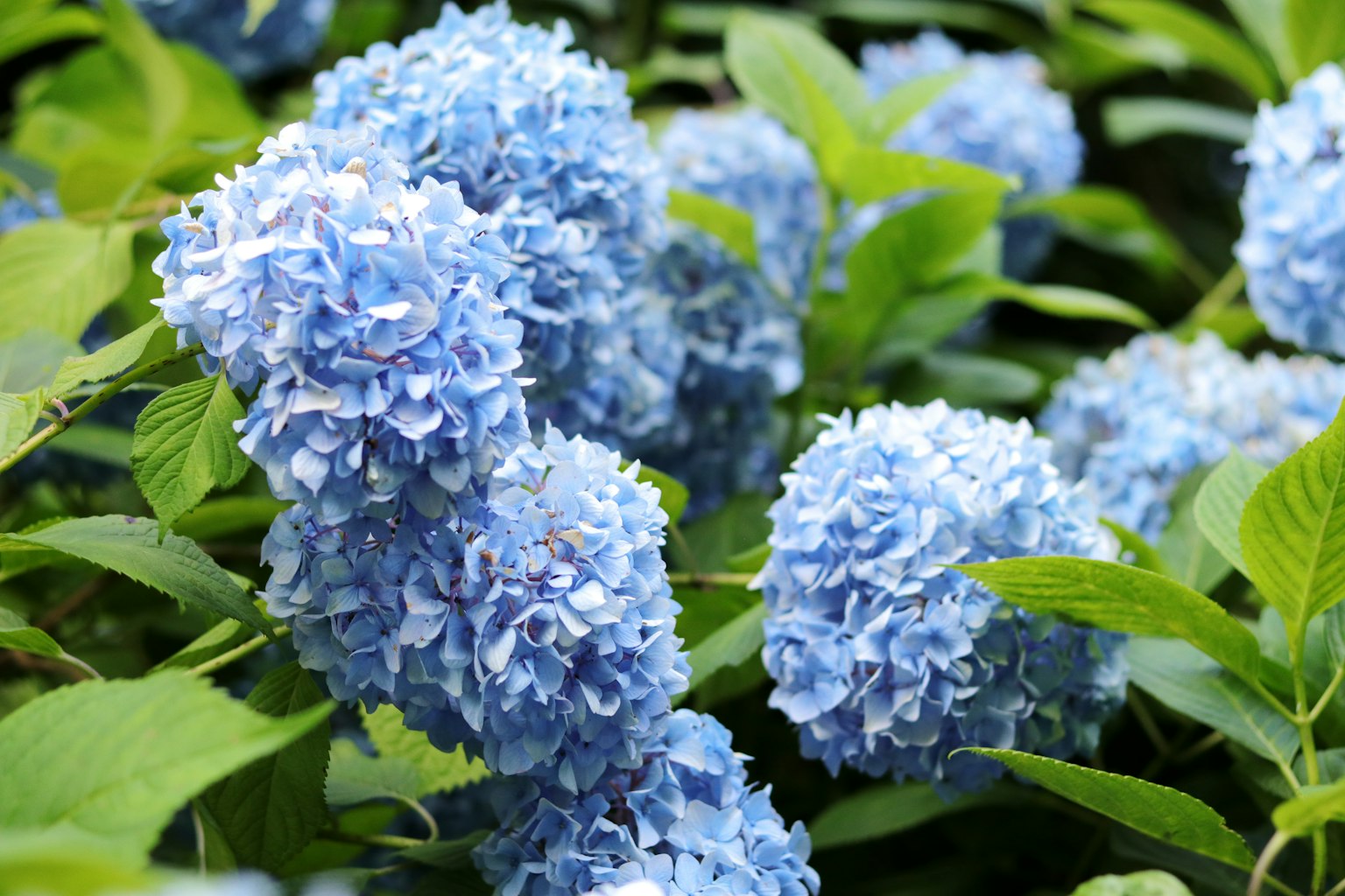 Bunga hidrangea biru cerah mekar di antara daun hijau