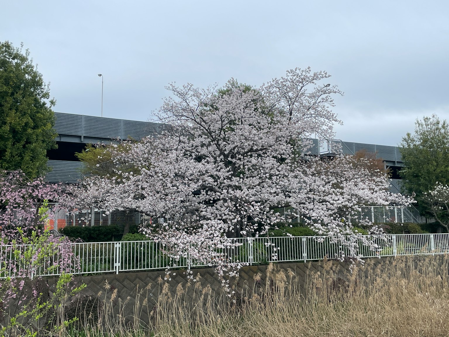Arbre de cerisier en fleurs avec des fleurs roses devant un bâtiment