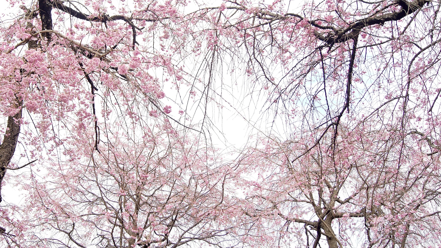 Beautiful scene of cherry blossom branches framing the sky