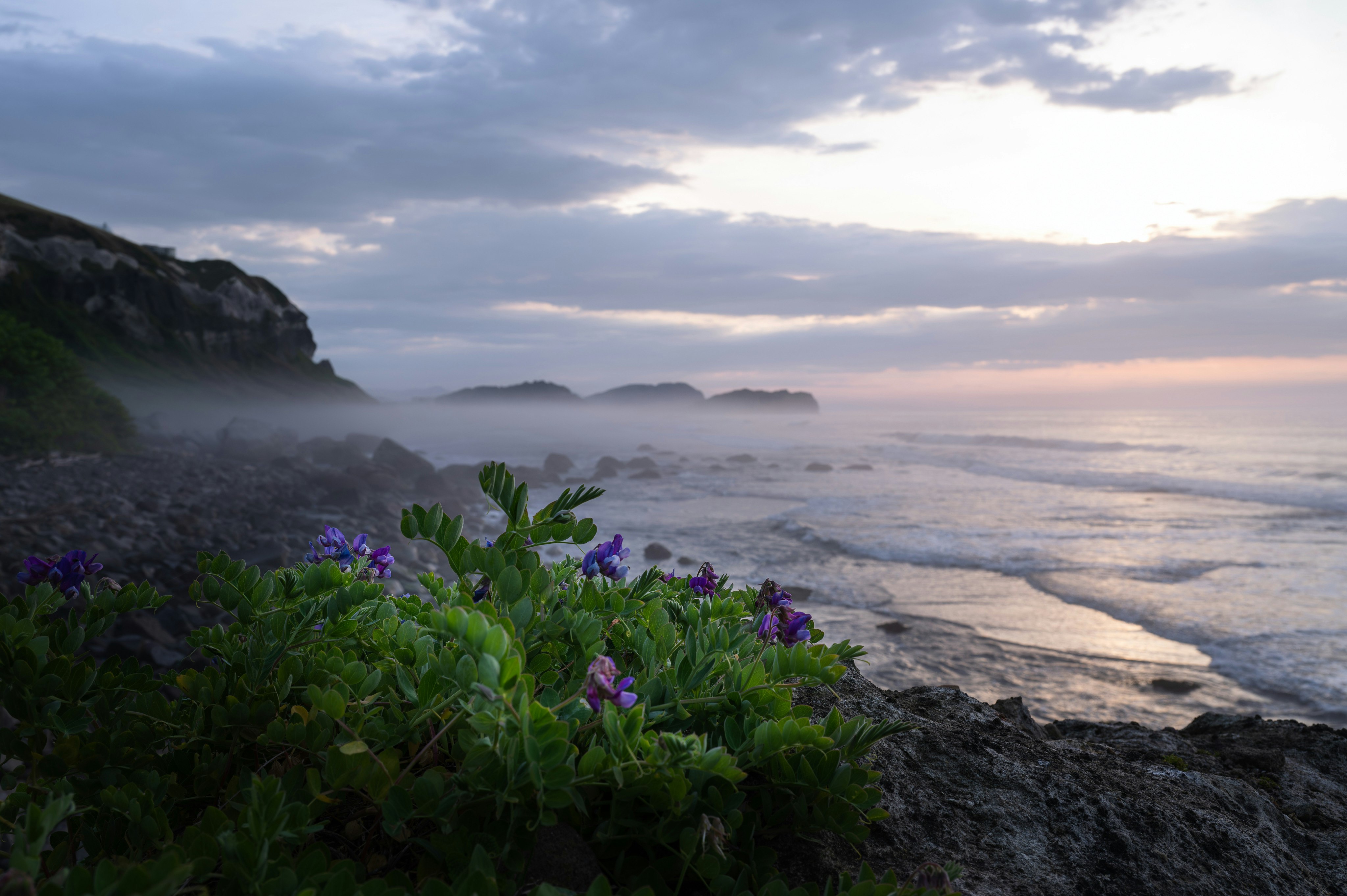 海岸の岩場に咲く紫の花と霧の朝焼け