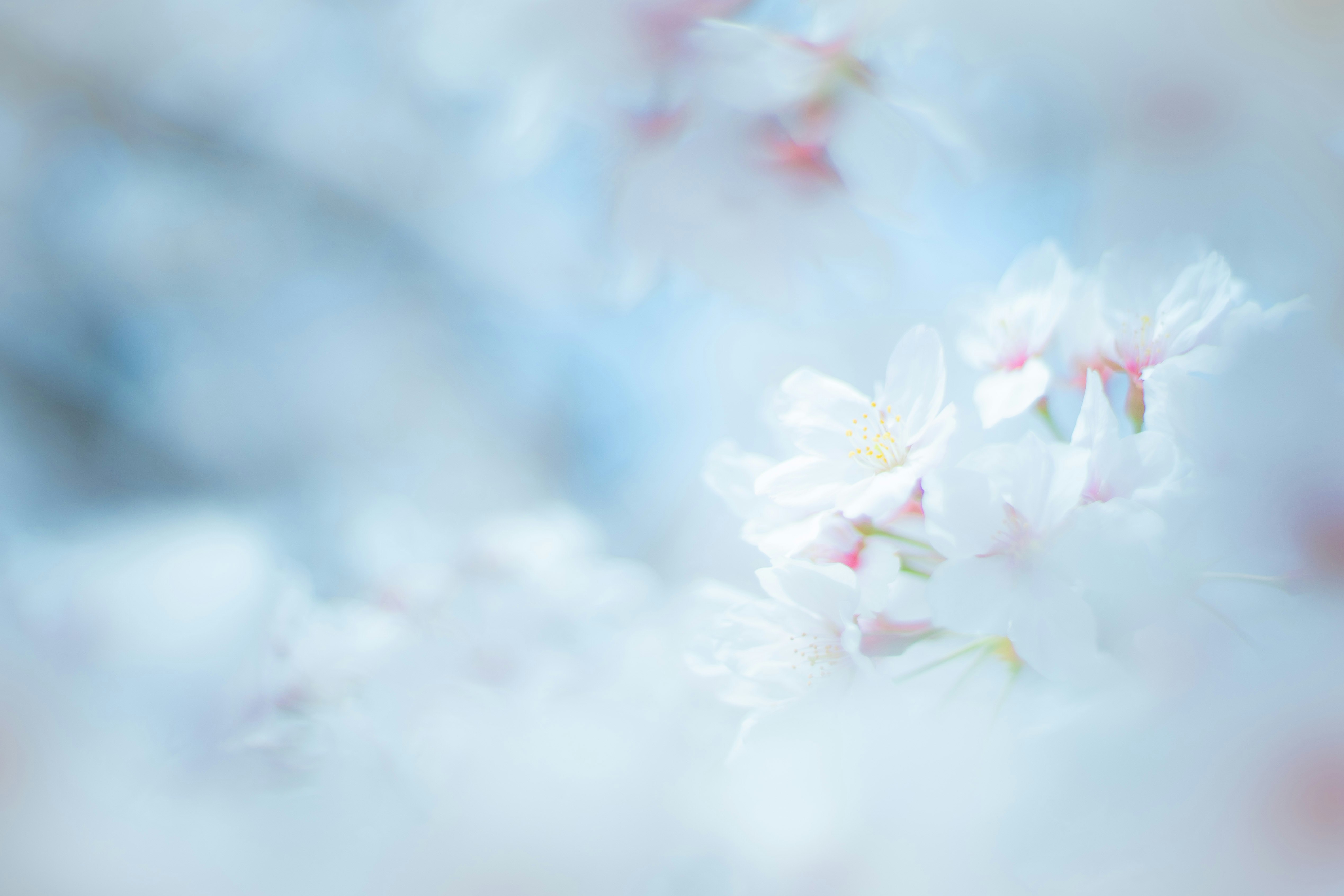 淡い色の花びらが舞うような抽象的な背景