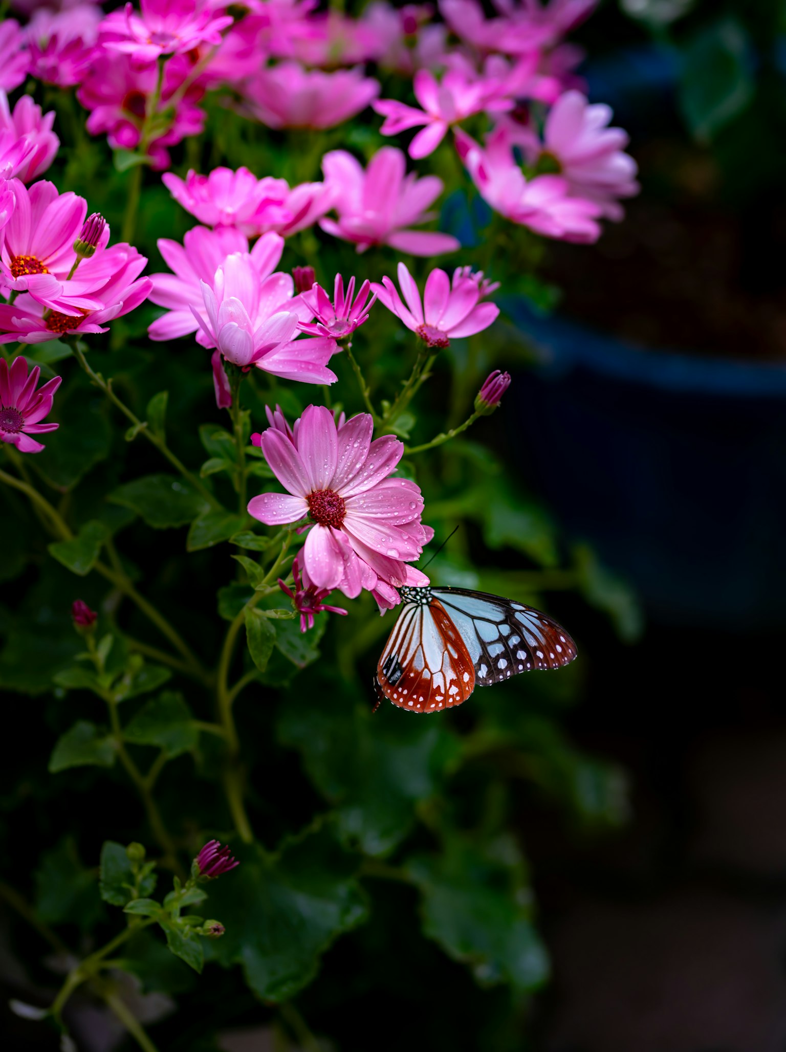 Ein bunter Schmetterling ruht auf rosa Blumen in einem Garten