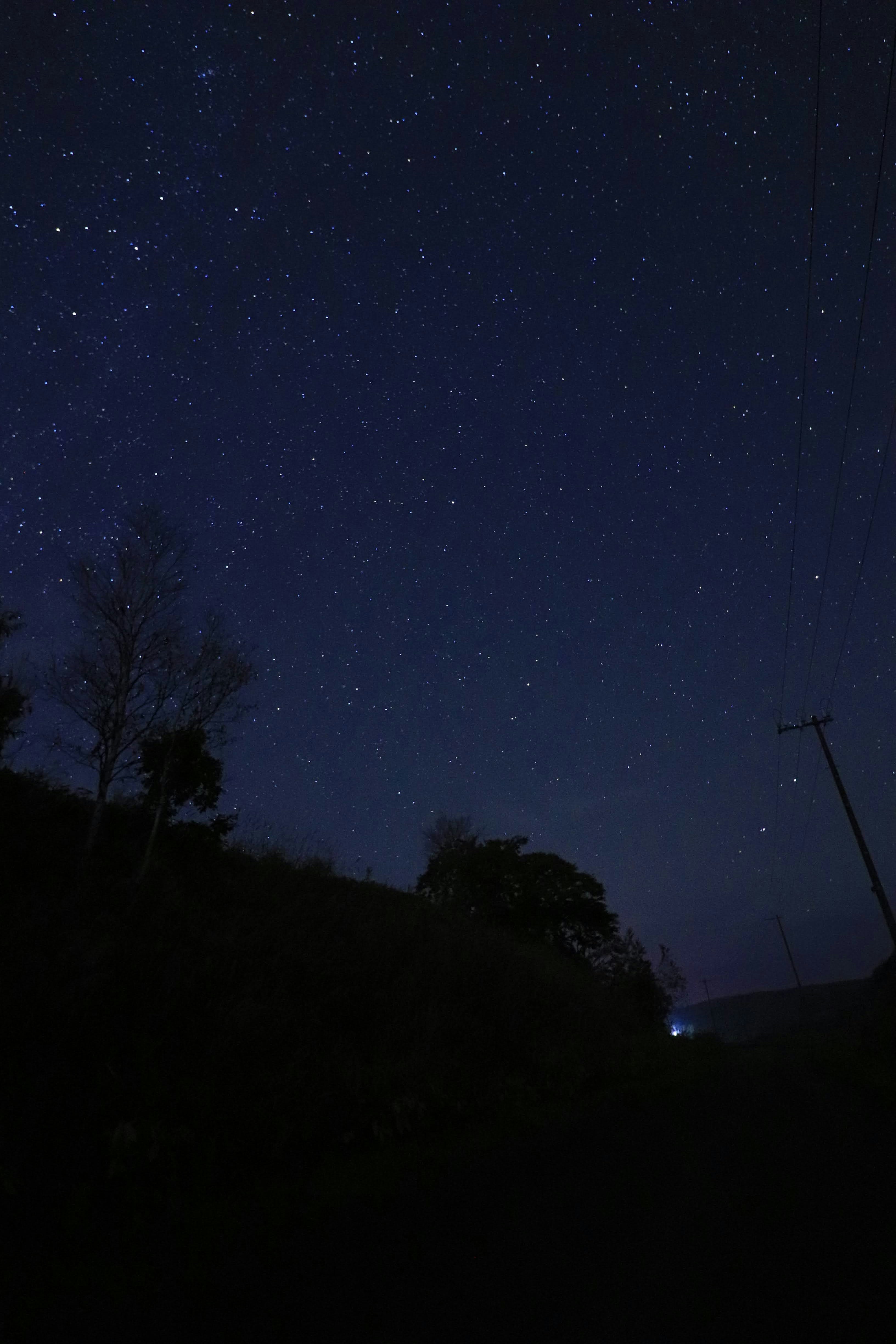 夜空に瞬く星と木々のシルエット