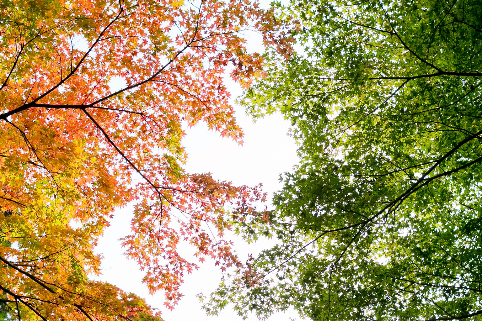 View of autumn leaves in shades of red and green