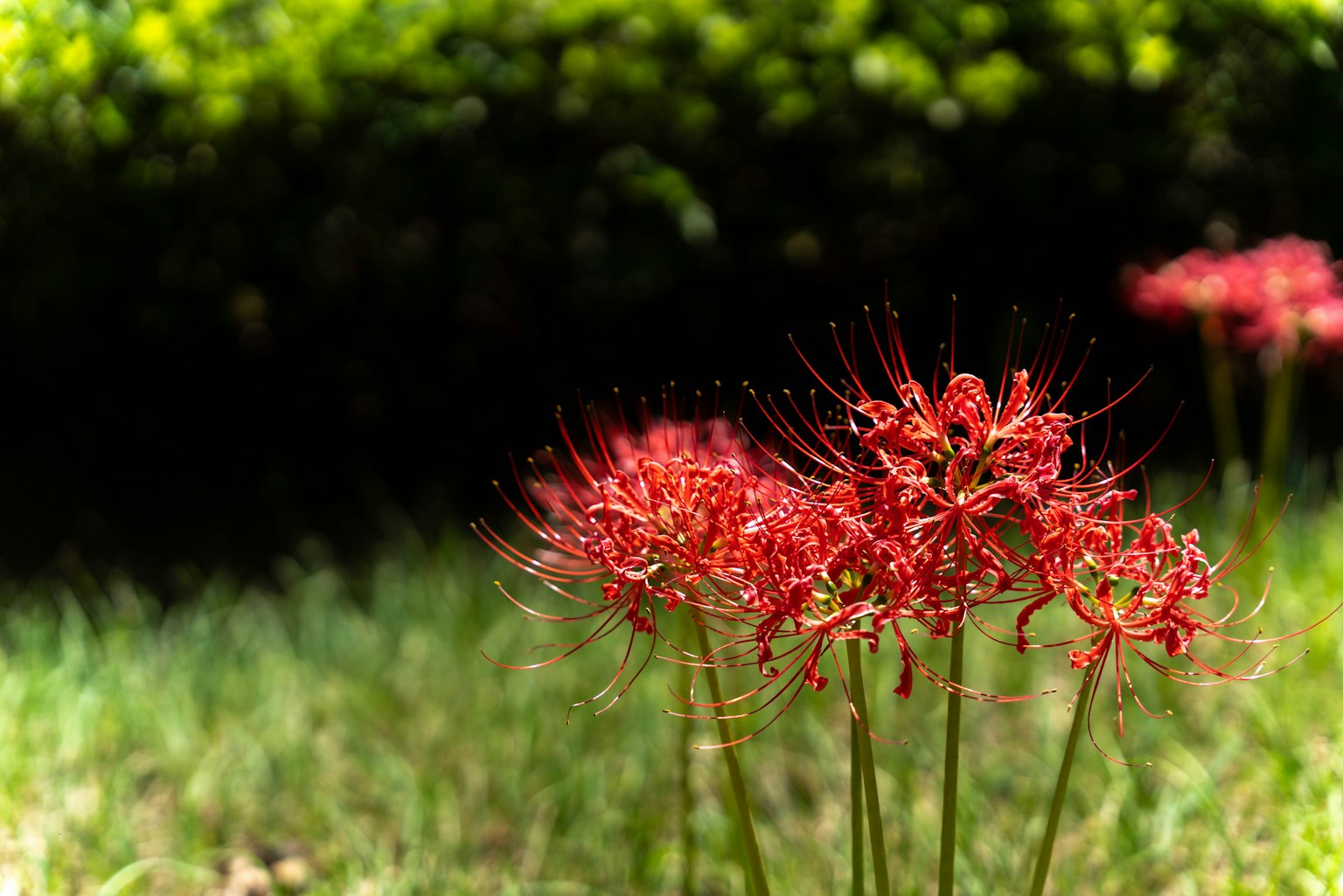 Lirios rojos floreciendo en la hierba verde