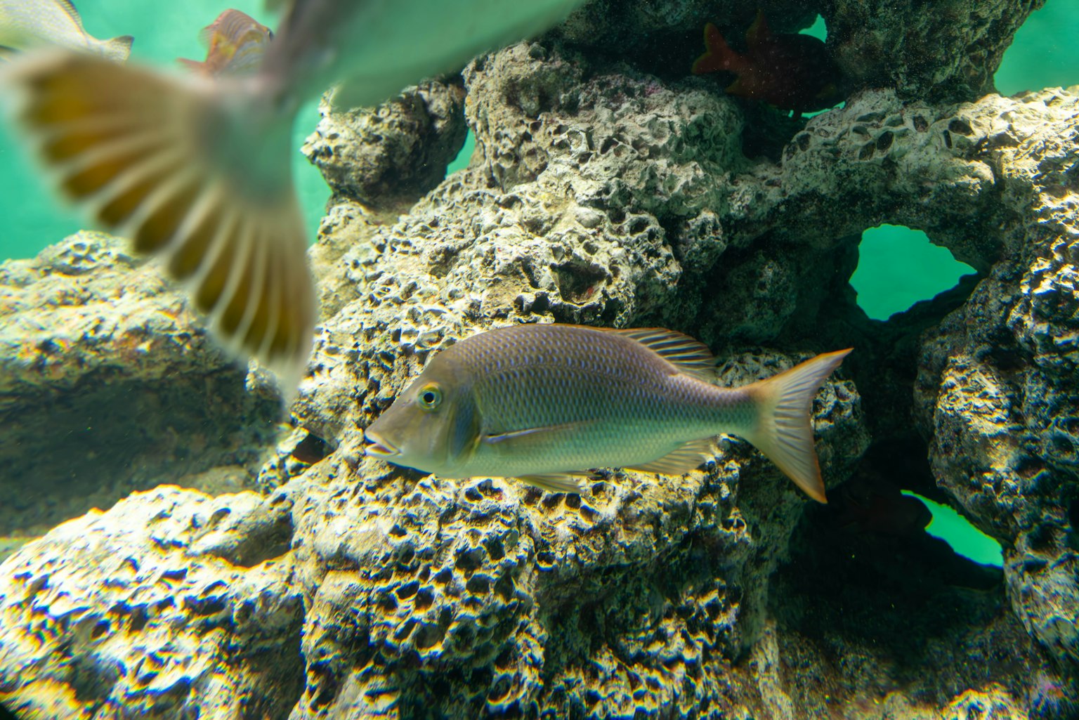 Escena submarina con coral y pez