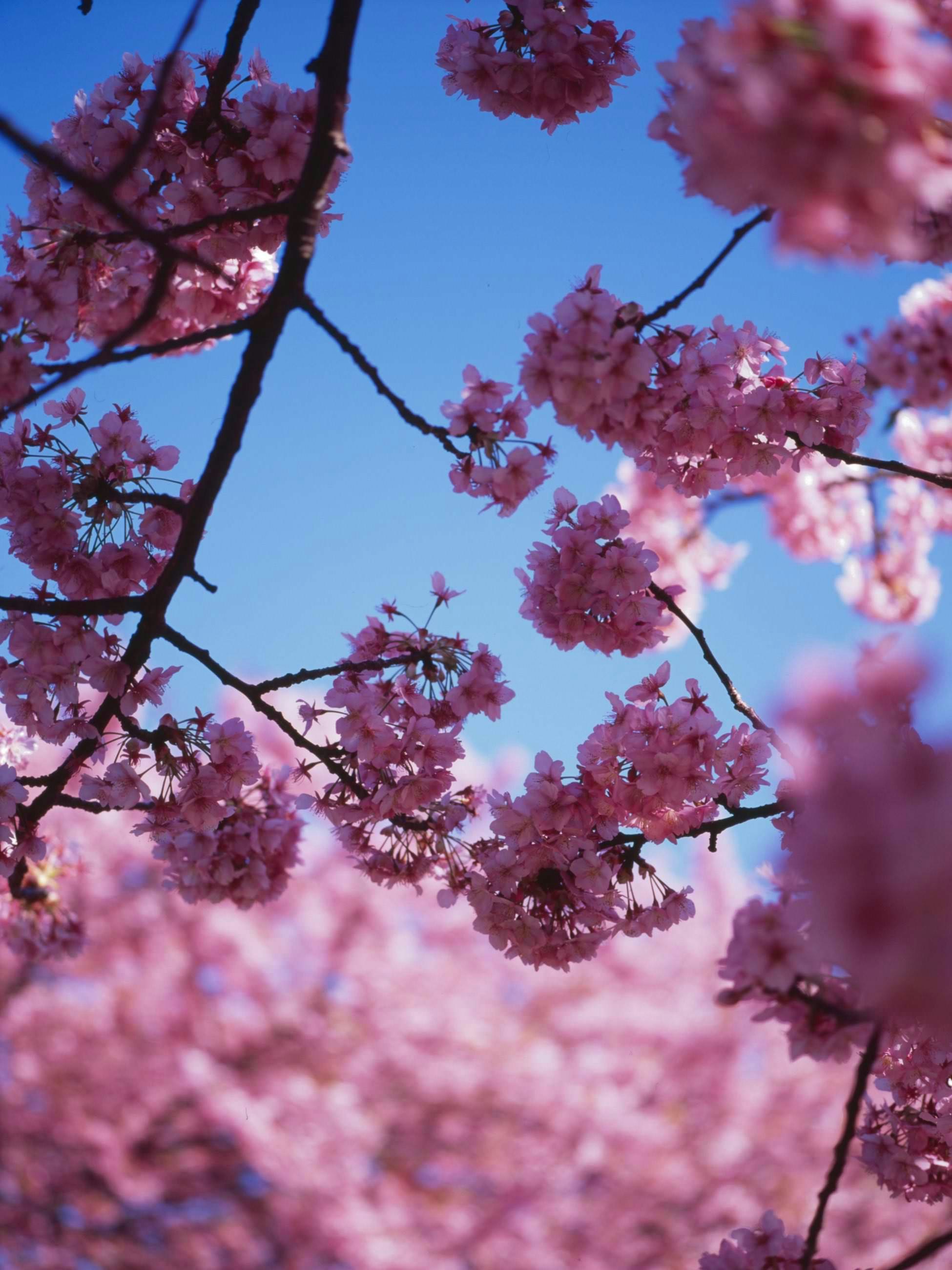 桜の花が枝に咲く青空の下の花景色