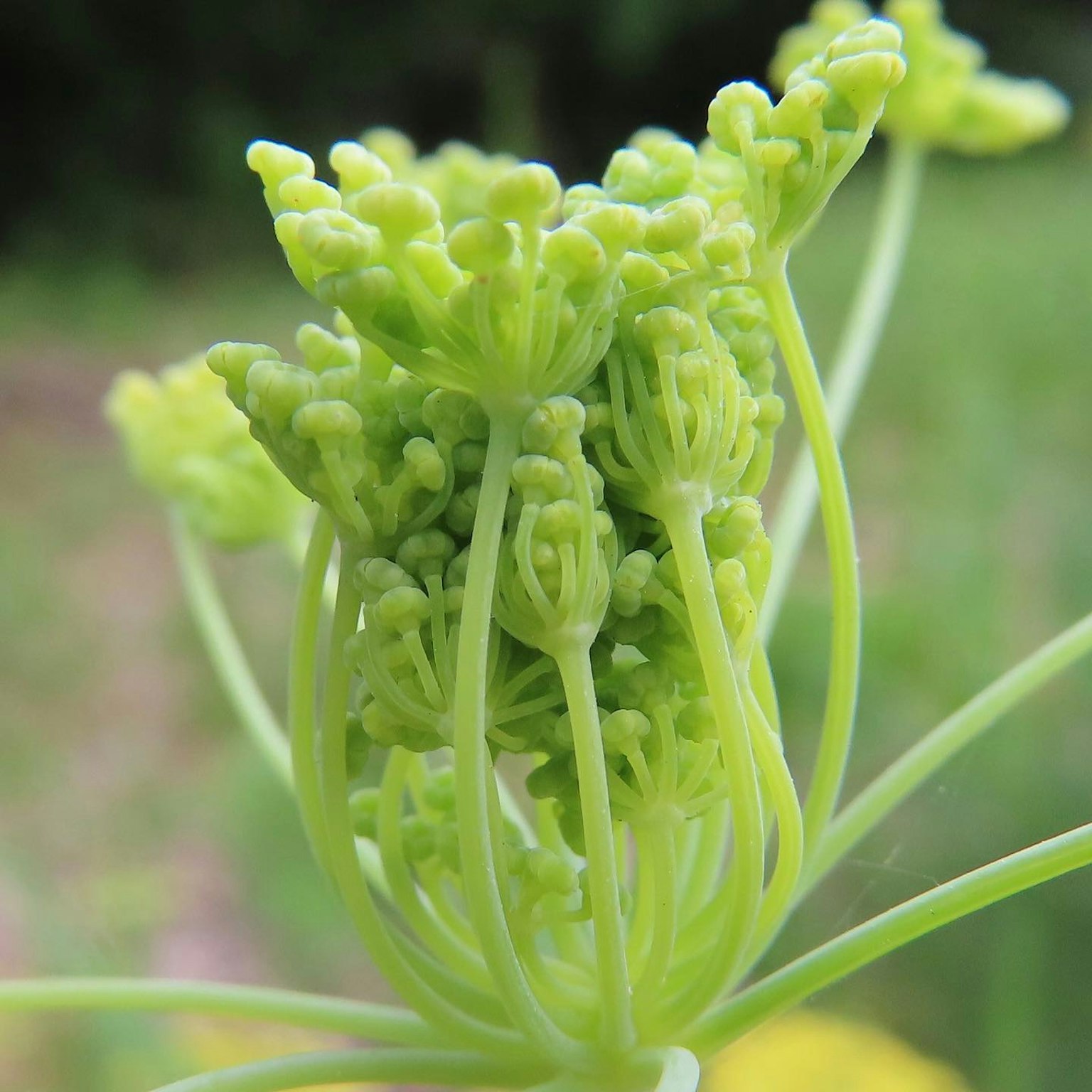 Groupe de bourgeons de fleurs vertes avec des textures délicates