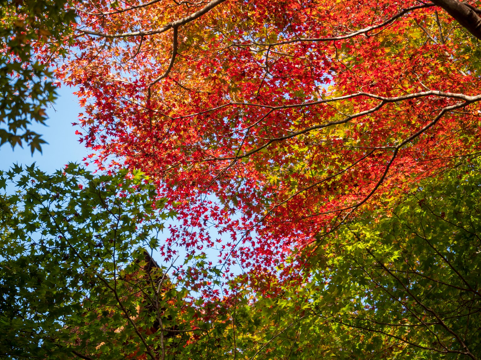 Feuillage d'automne coloré avec des feuilles rouges et vertes vibrantes