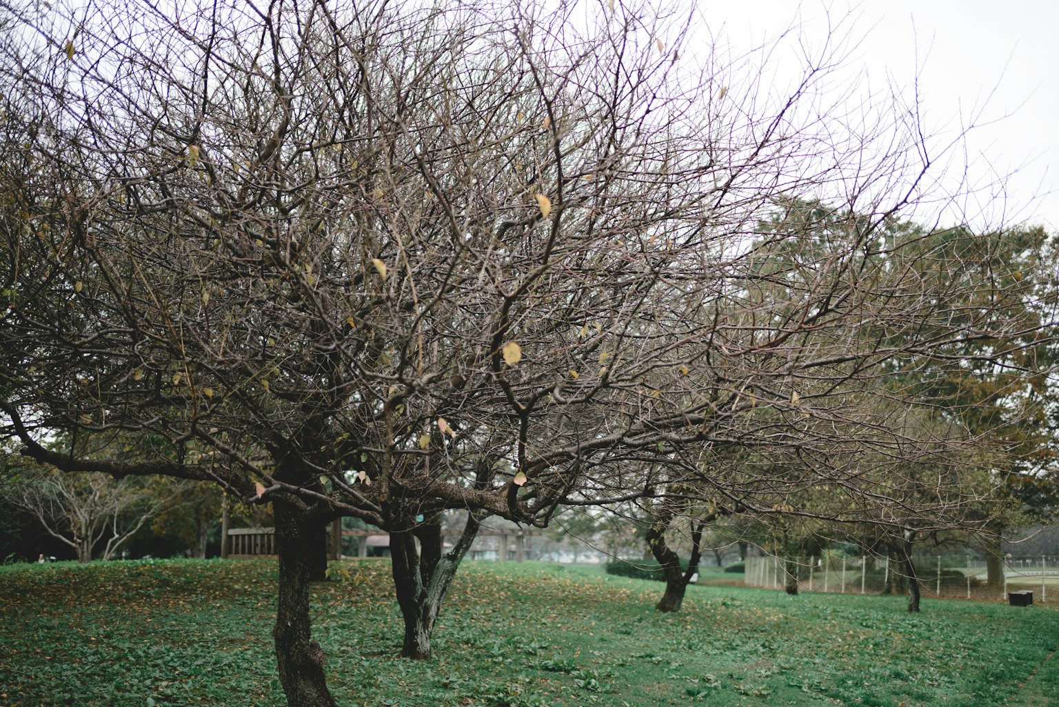 Paesaggio di un parco con alberi spogli