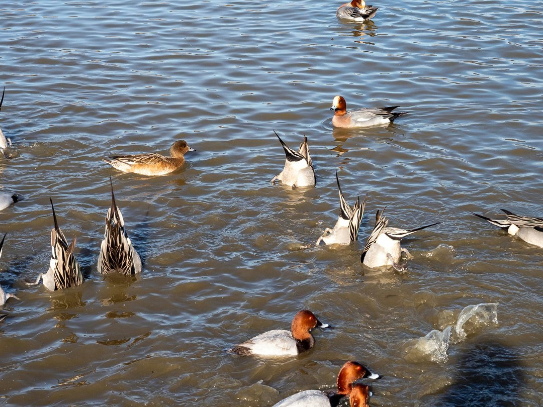 ducks and waterfowl swimming in a lake