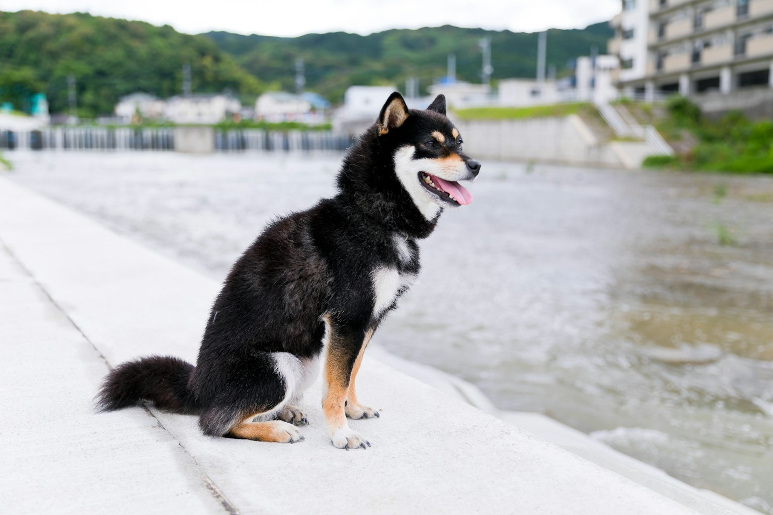 Un Shiba Inu negro sentado junto al río