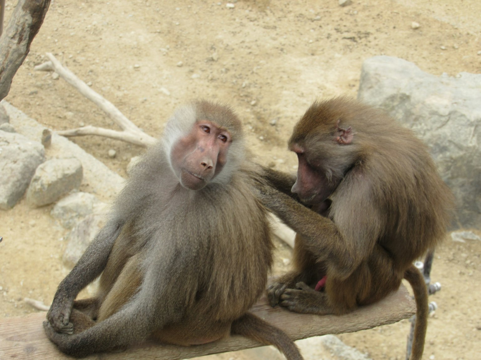 Deux babouins se toilettant l'un l'autre dans un cadre naturel
