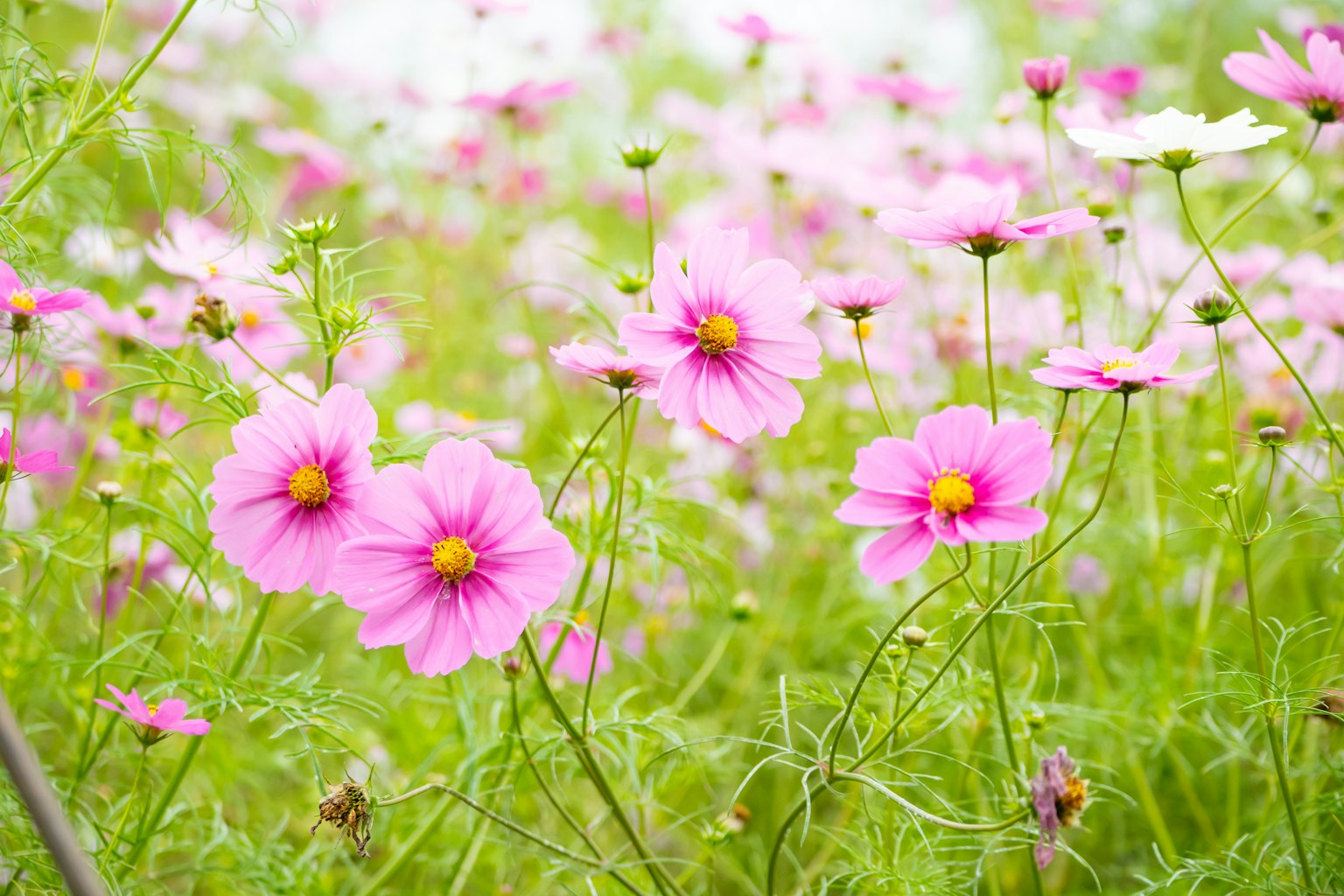 Campo di fiori di cosmos rosa in fiore