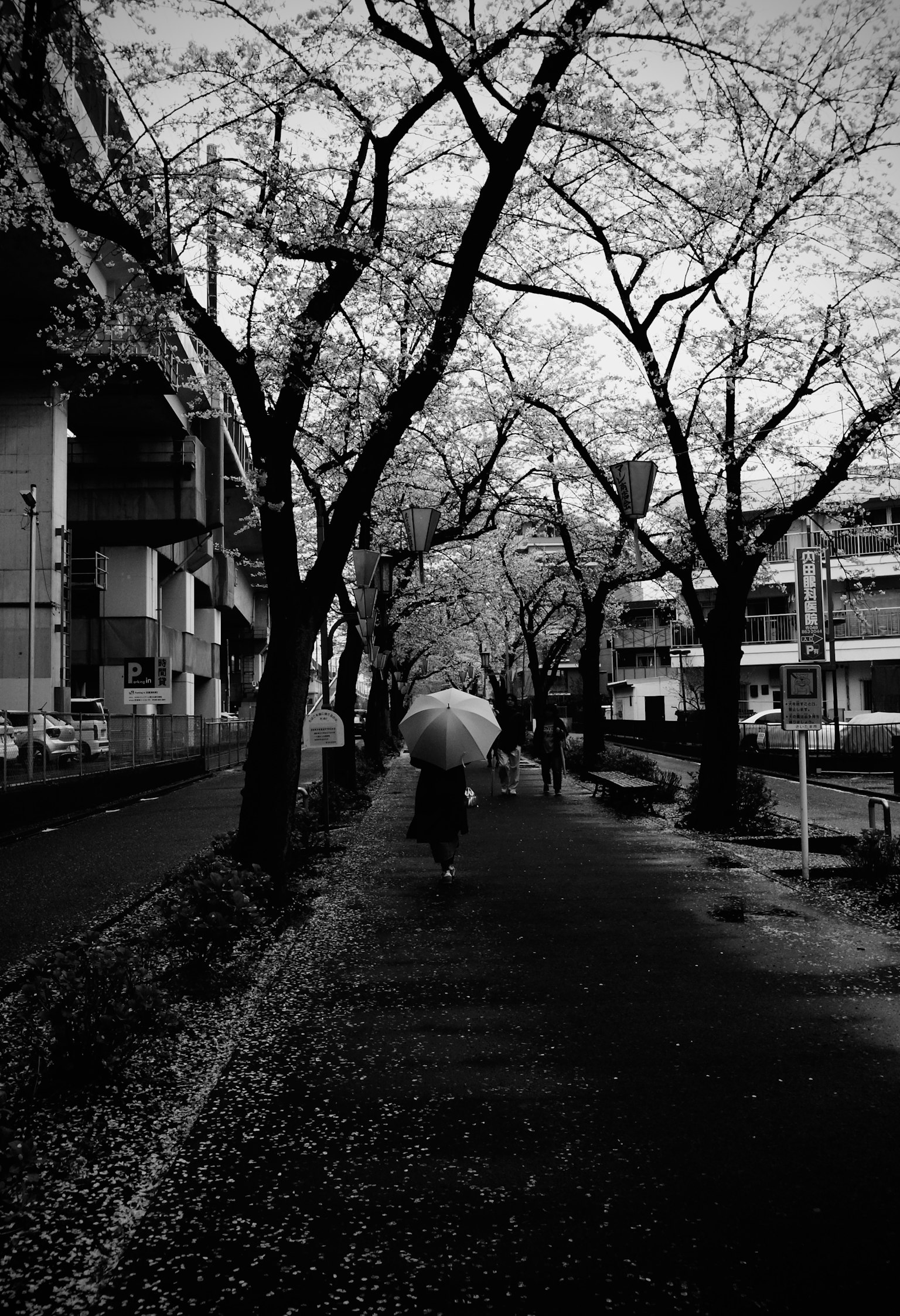 Una persona che cammina sotto un ombrello lungo una strada fiancheggiata da alberi di ciliegio