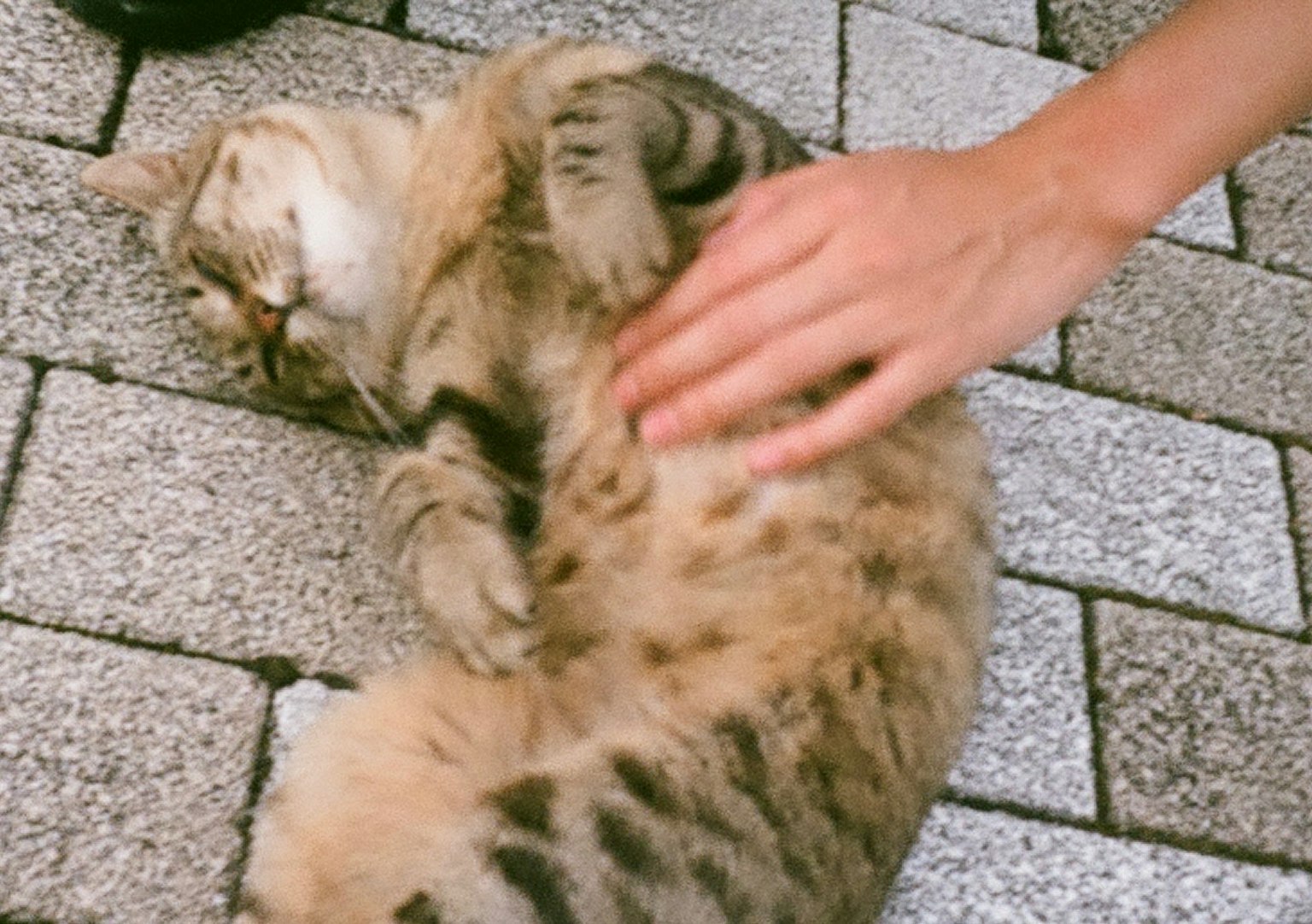 Eine Katze, die auf dem Rücken liegt und gestreichelt wird