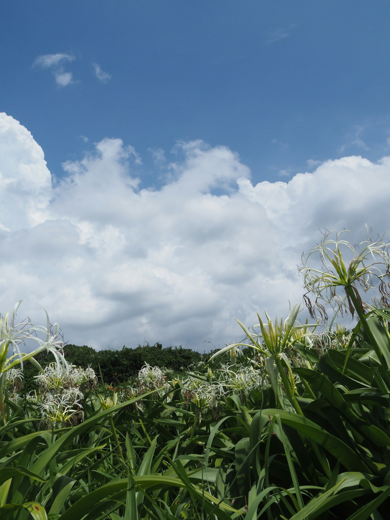 Grüne Pflanzen mit weißen Blumen unter einem blauen Himmel und weißen Wolken