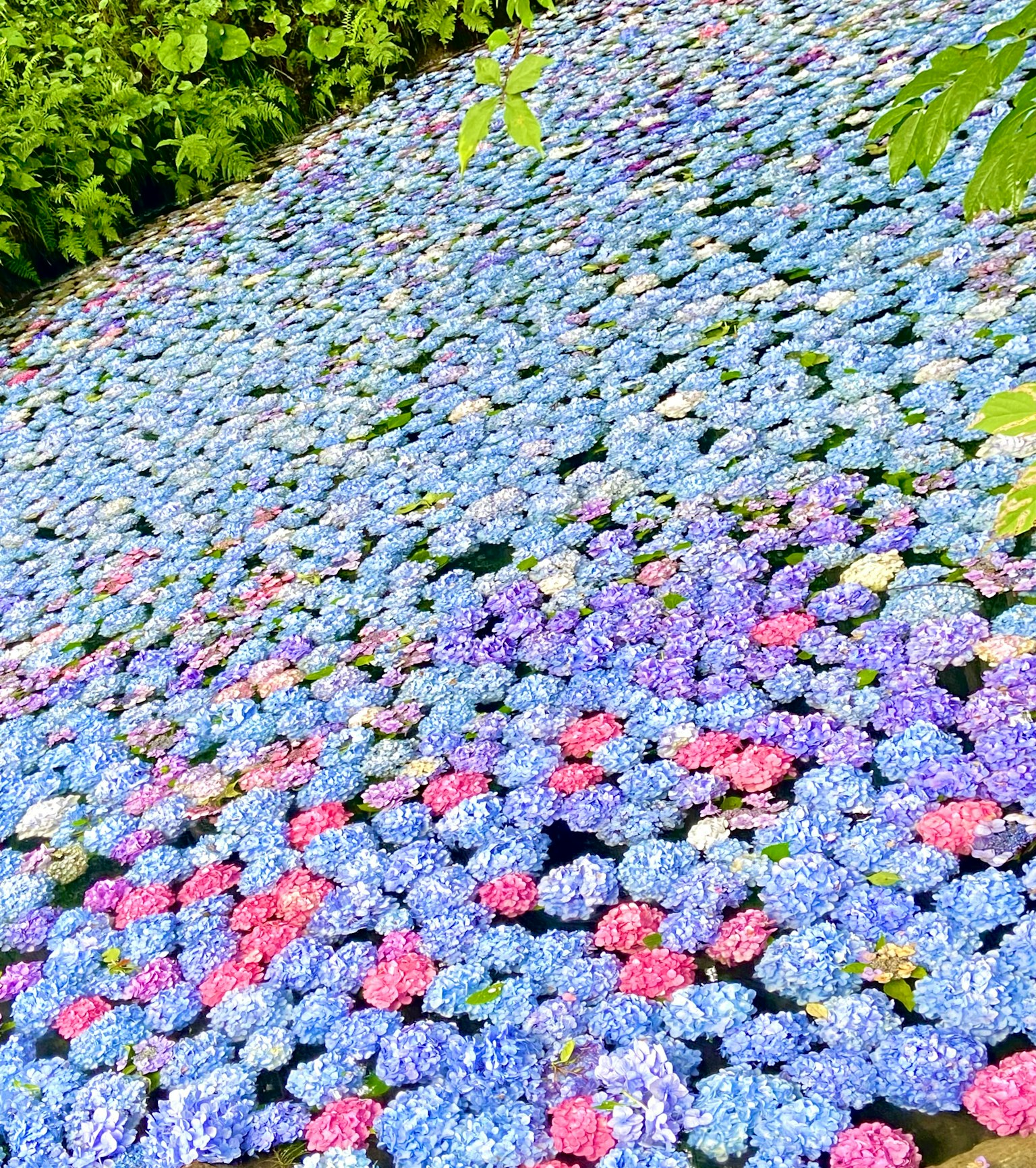 Hortensias colorés couvrant le sol