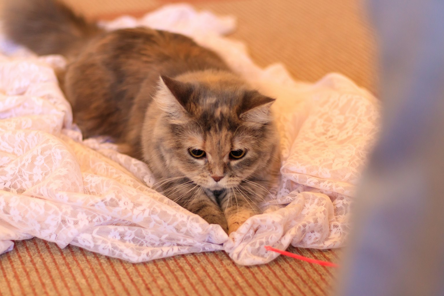 Eine Katze, die auf einer Decke spielt