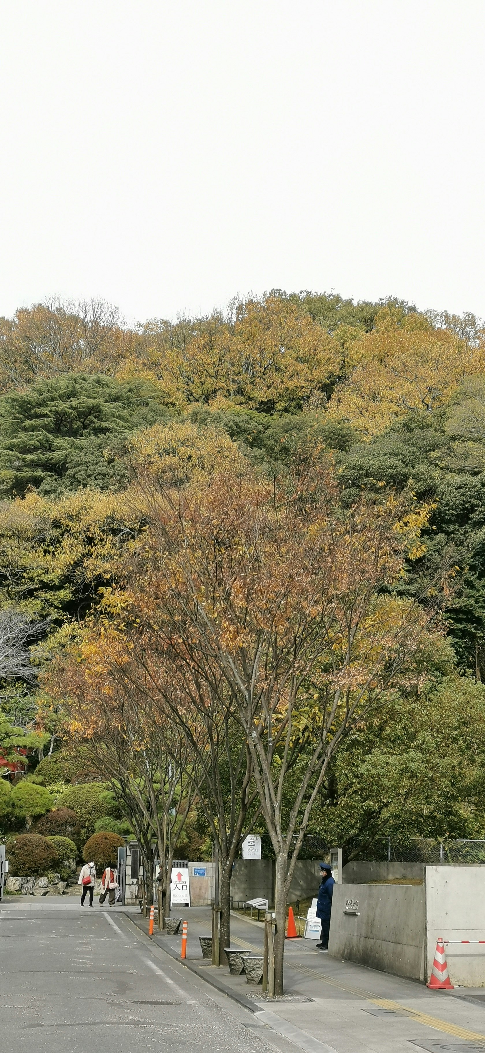並木と紅葉のある公園の小道