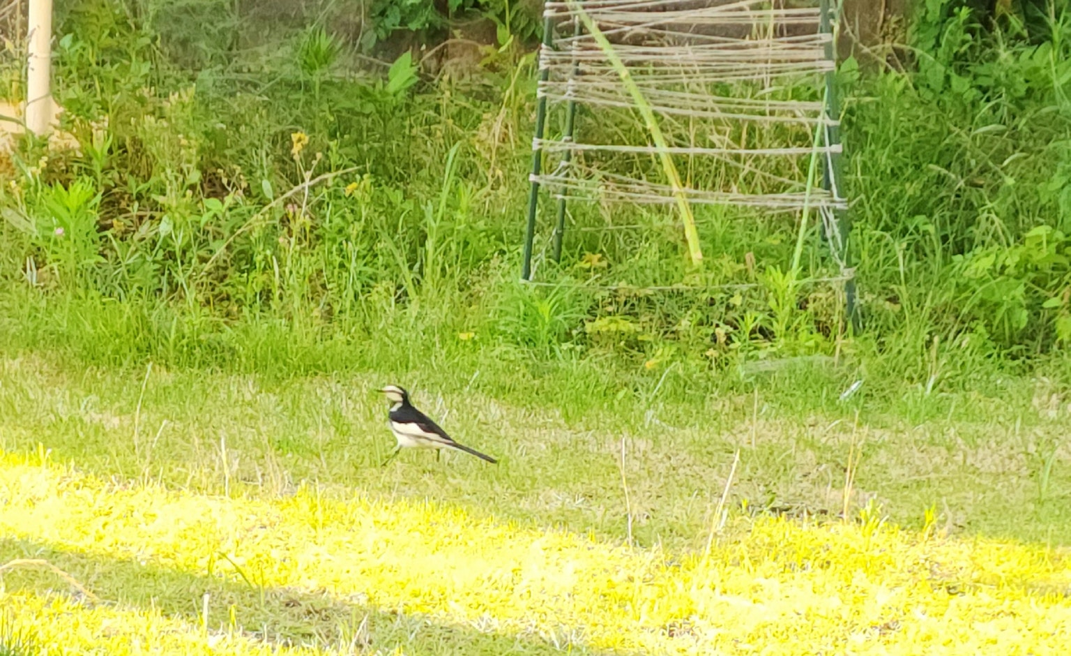 Ein schwarz-weißer Vogel steht auf dem Gras mit grünem Hintergrund