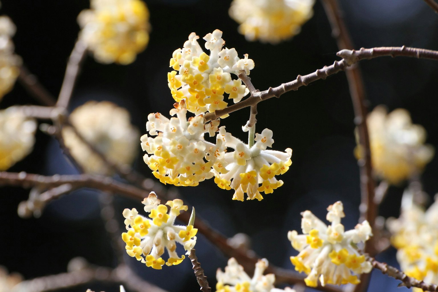Close-up of tree branches with blooming yellow flowers