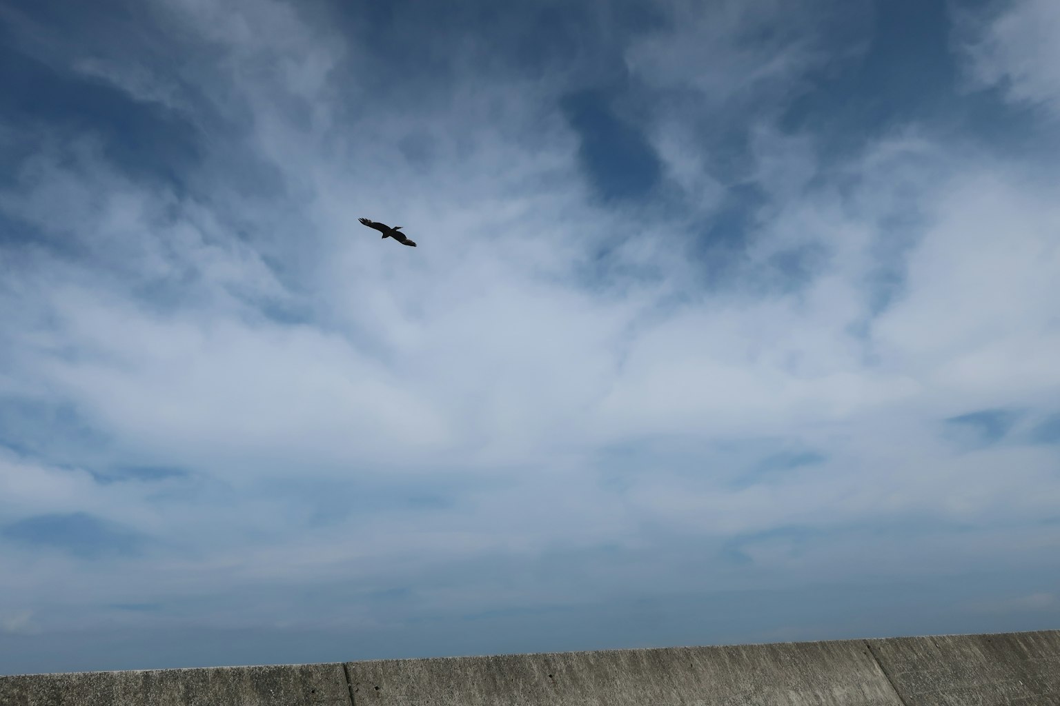 A bird soaring in a blue sky with clouds