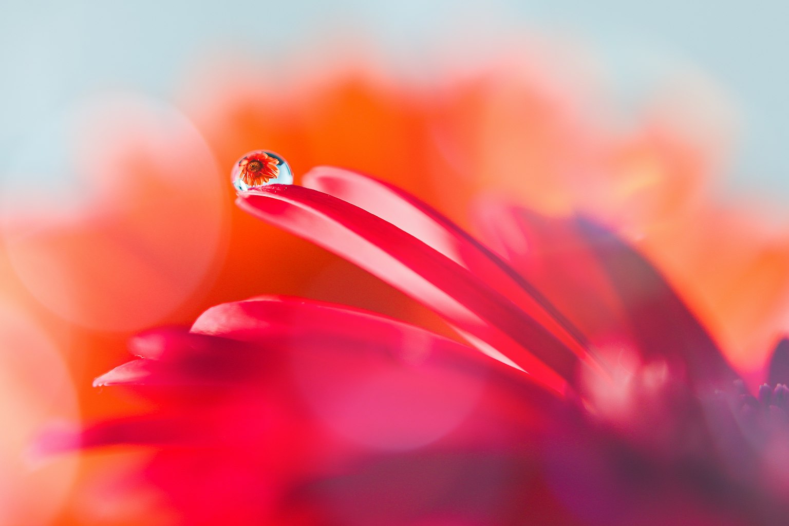 Gros plan sur un pétale de fleur rouge vif avec une goutte d'eau dessus