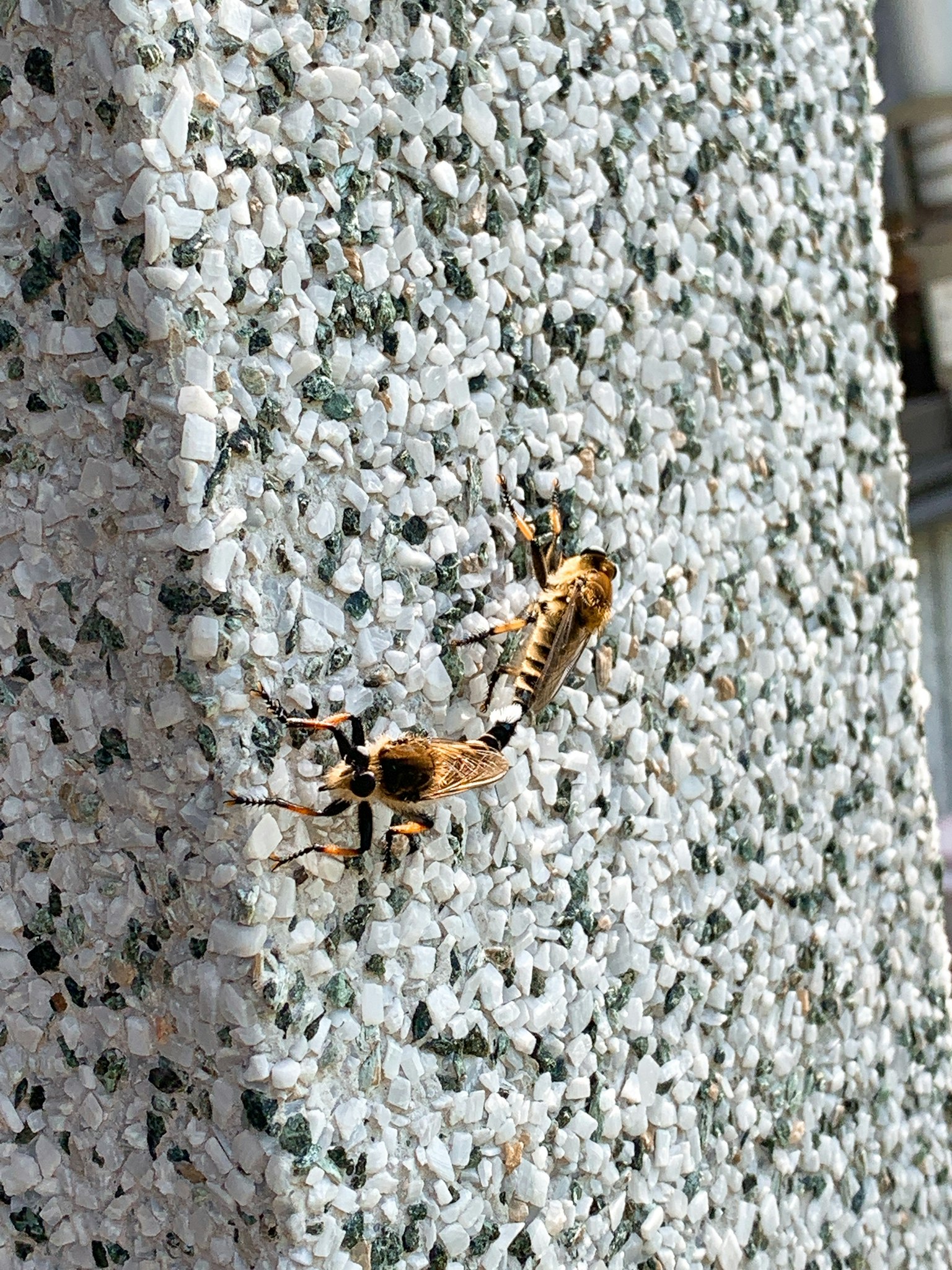Two insects on a textured wall with small particles visible