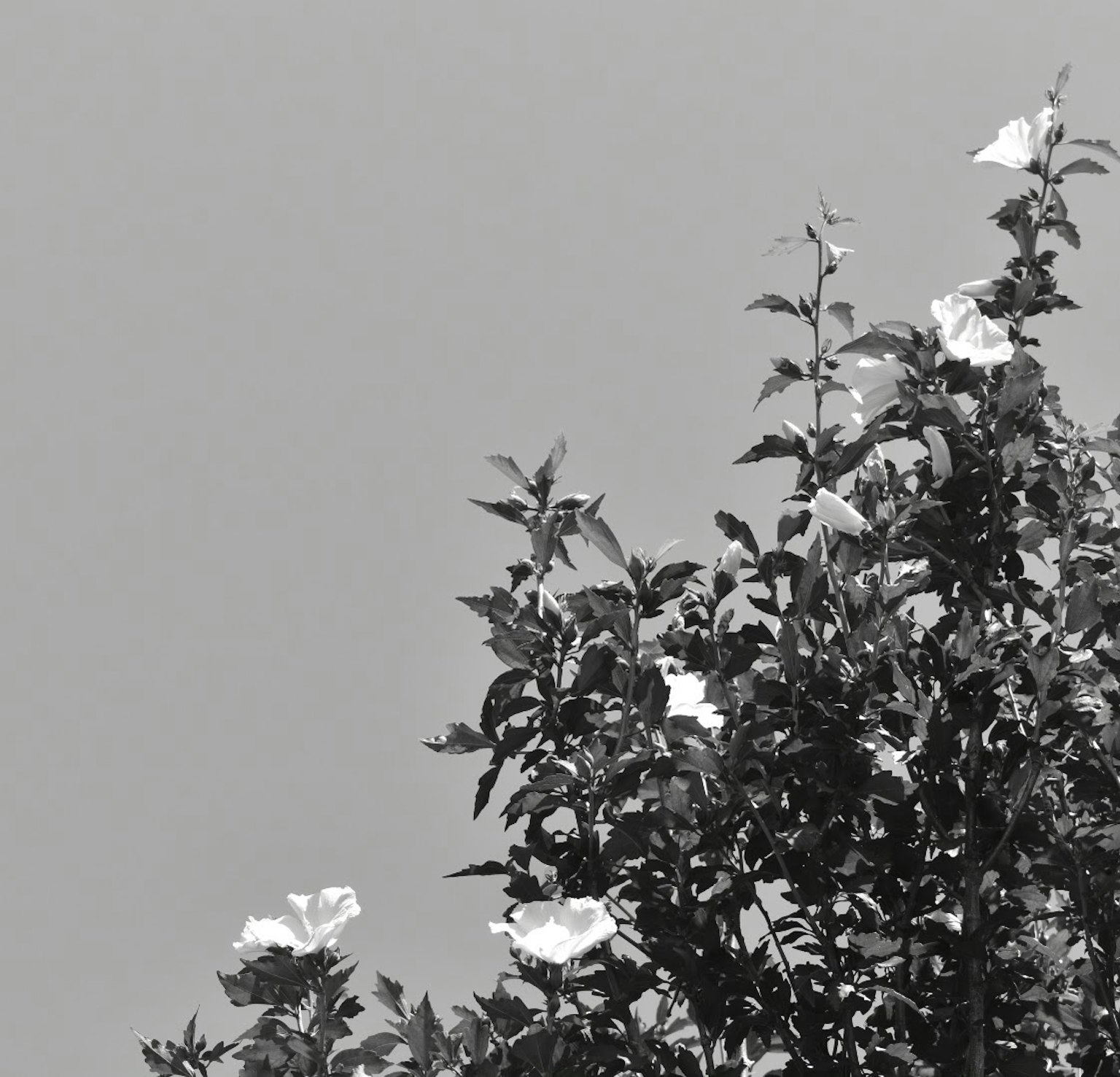 Äste eines grünen Baumes mit weißen Blumen vor einem grauen Himmel