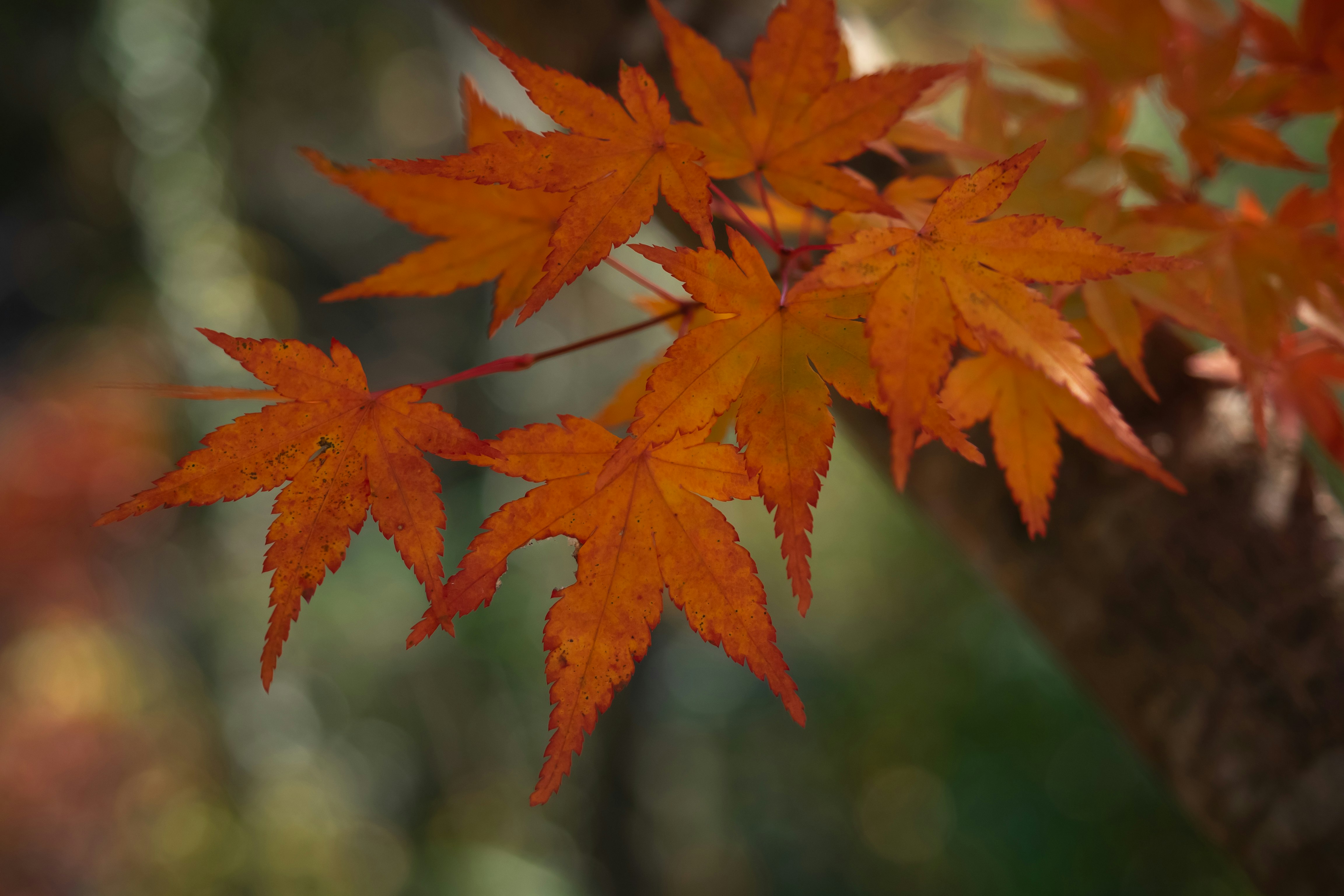 オレンジ色の紅葉が枝先に広がる秋の葉
