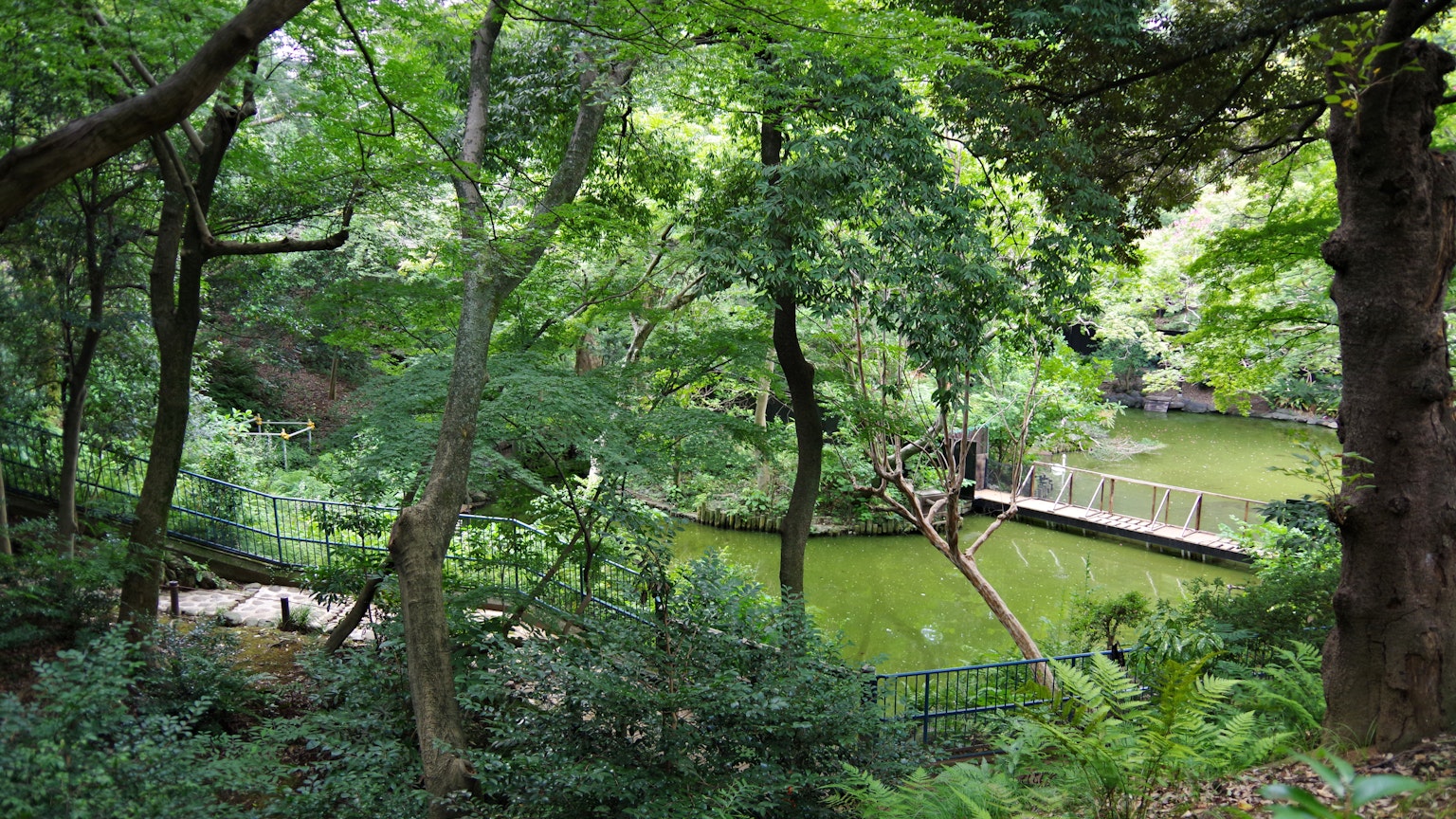 Üppige Waldszene mit einem Teich und einer Holzbrücke
