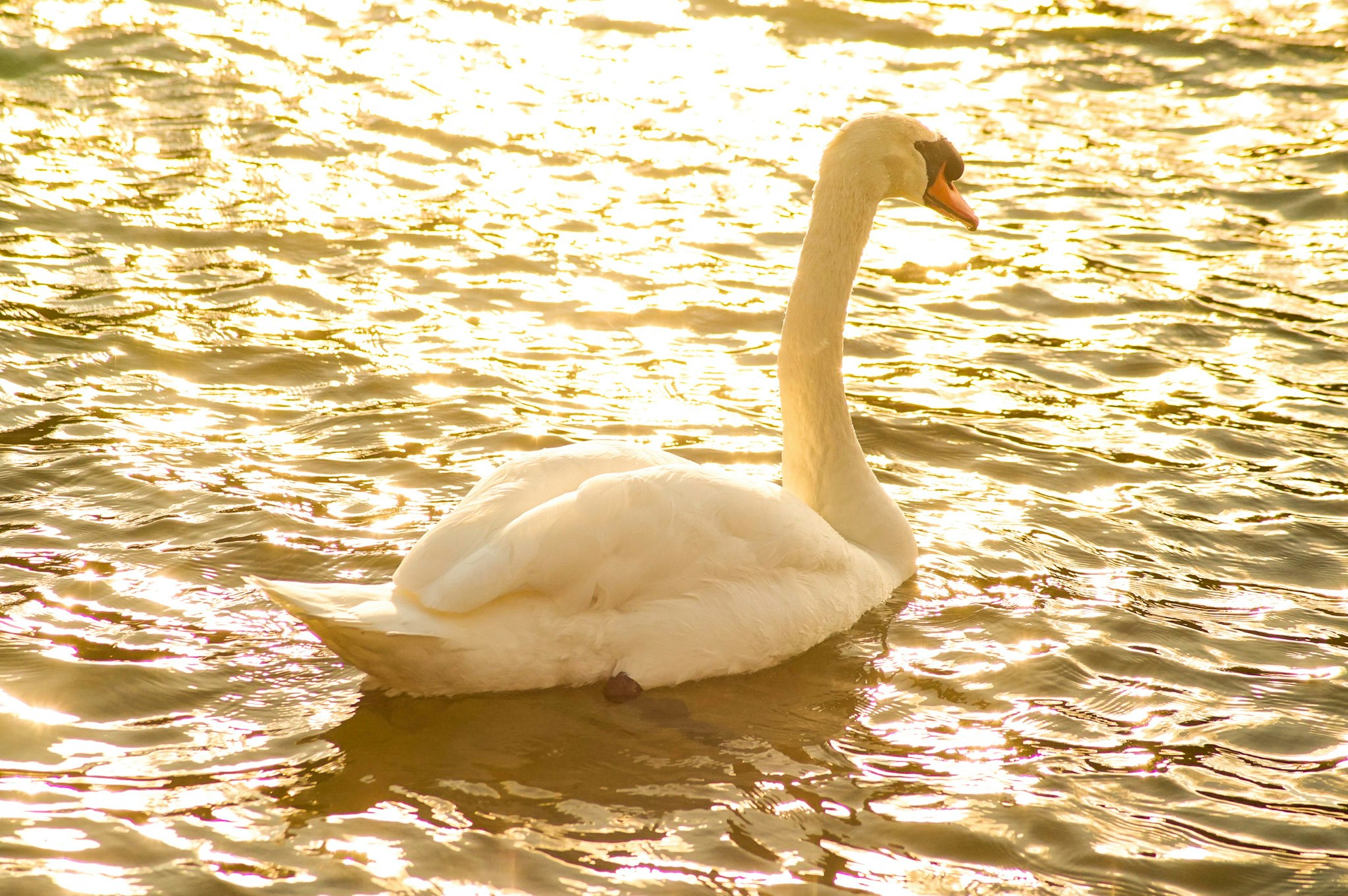 a swan swimming on sunlit water
