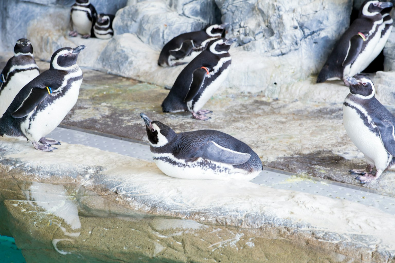 Un grupo de pingüinos reunidos cerca de una zona rocosa