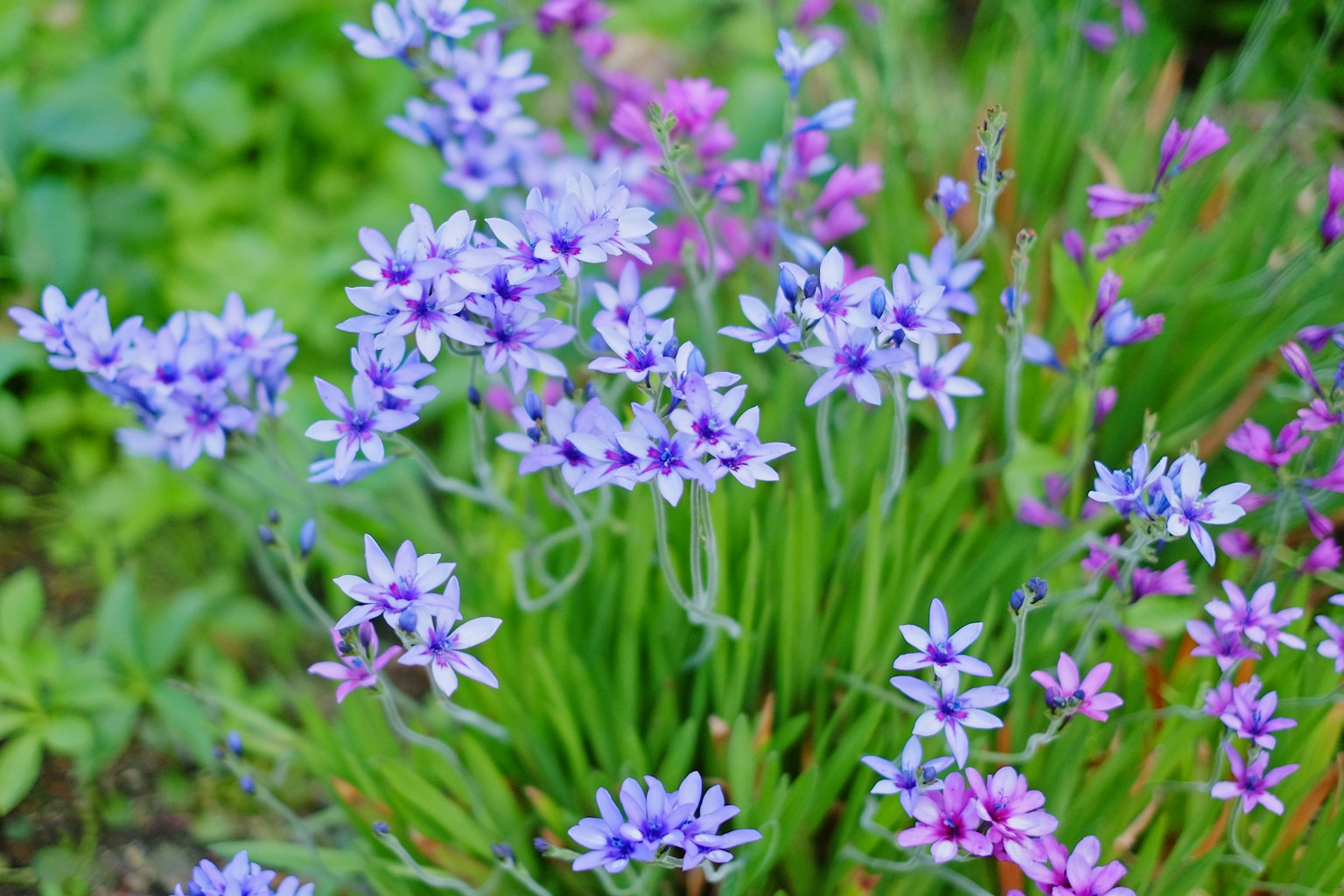 A cluster of purple and pink flowers in a lush garden